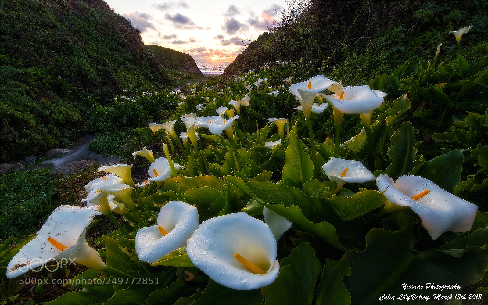 Nikon D810 sample photo. My calla lily photography