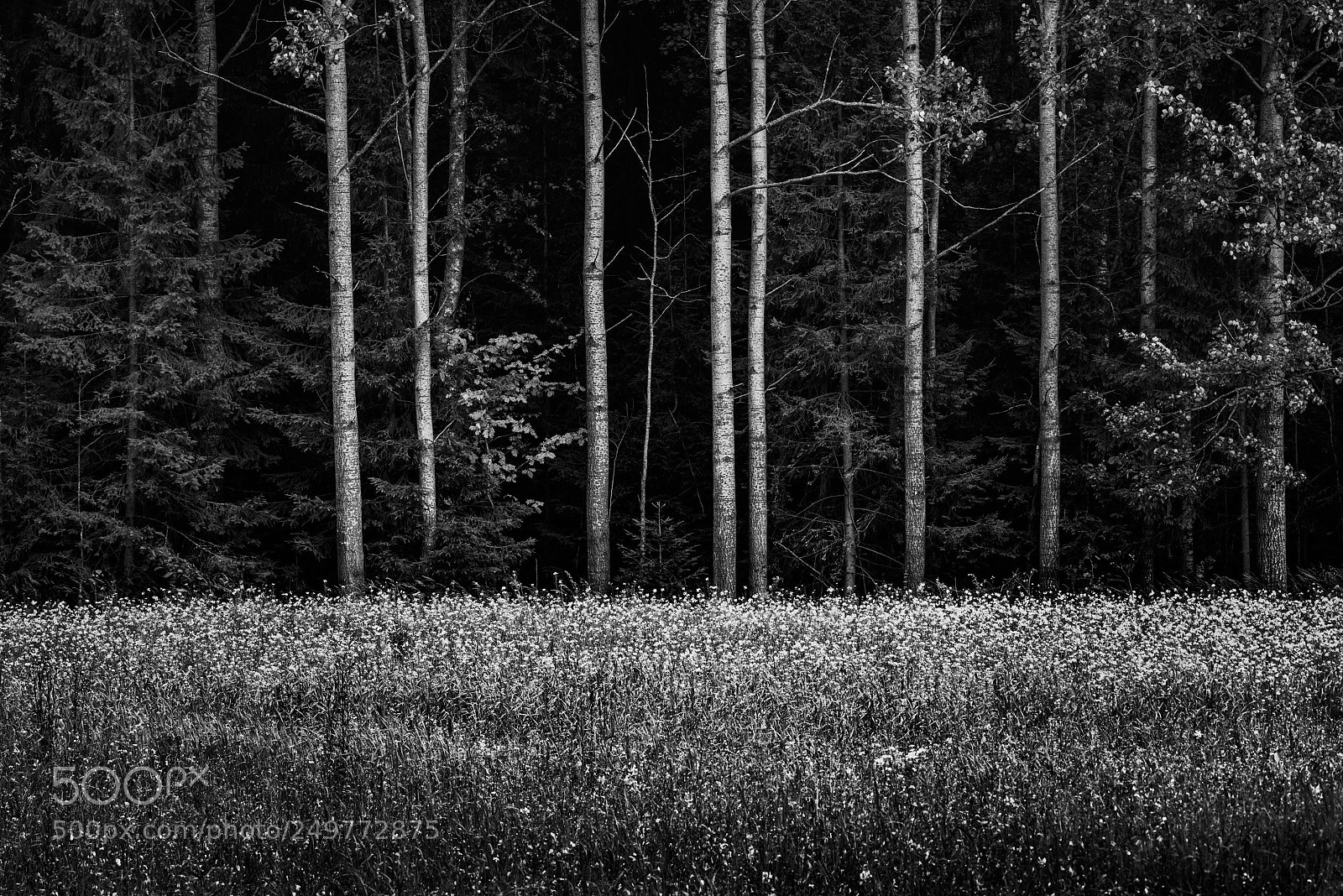 Nikon D810 sample photo. Untitled photography