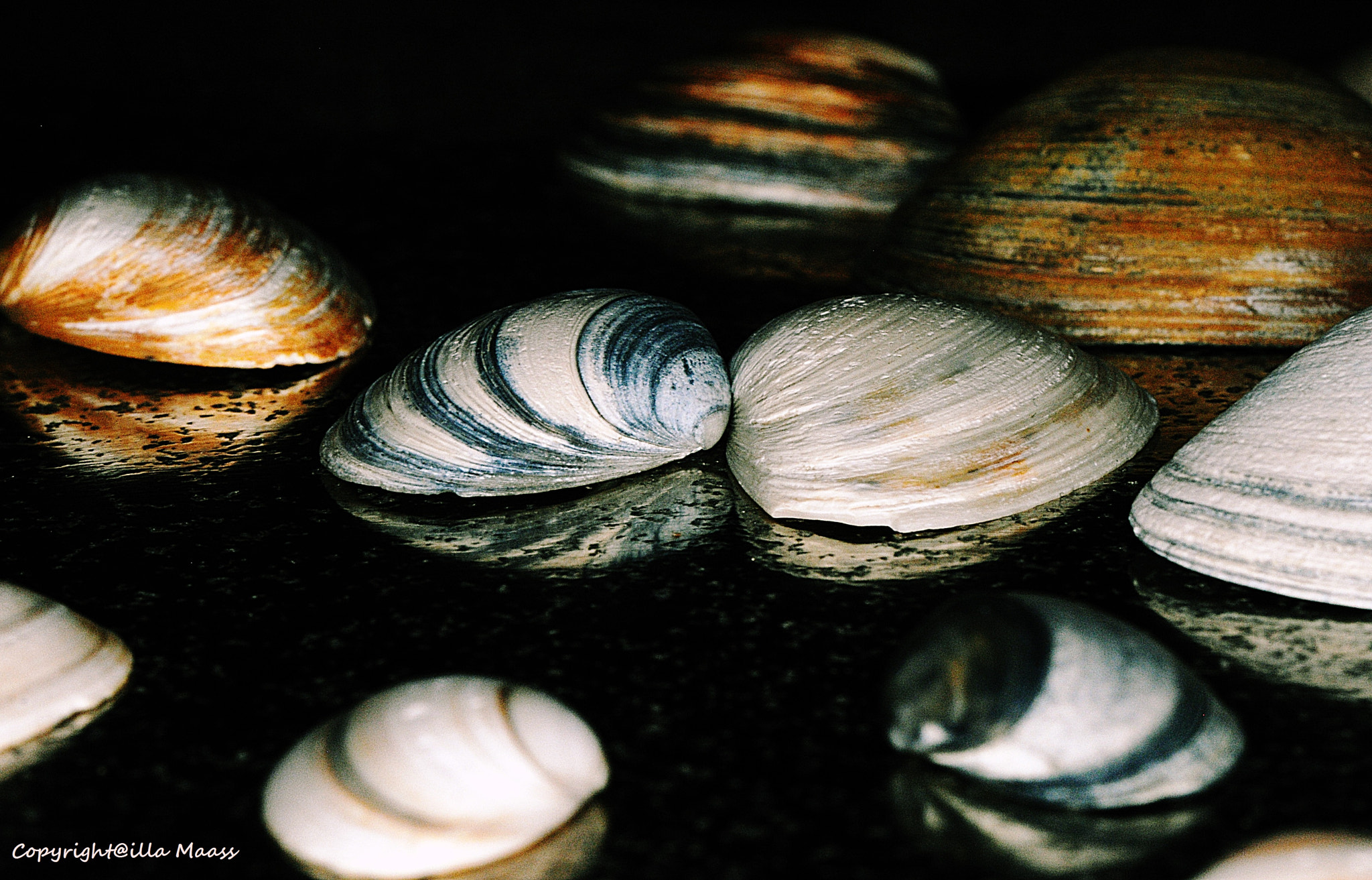 Nikon D300 sample photo. Makro photography