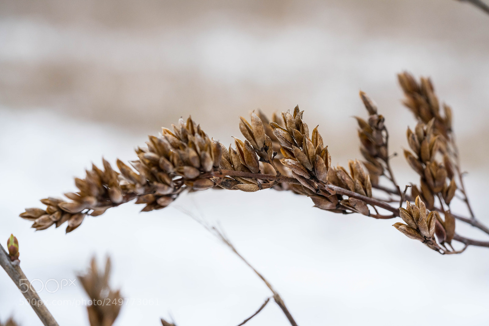 Sony a7R II sample photo. Leere schallen! photography