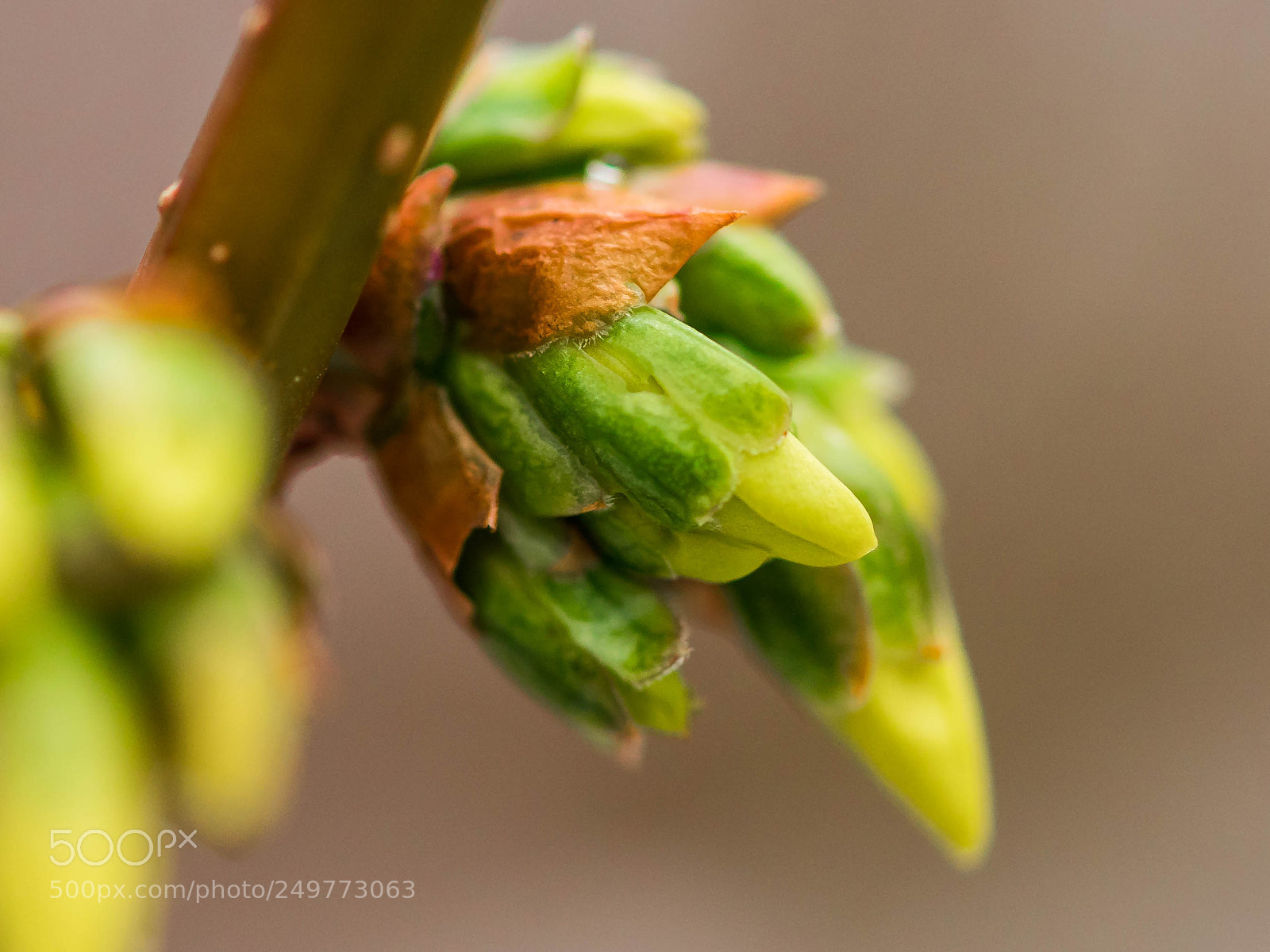 Sony a7R II sample photo. Blüte photography