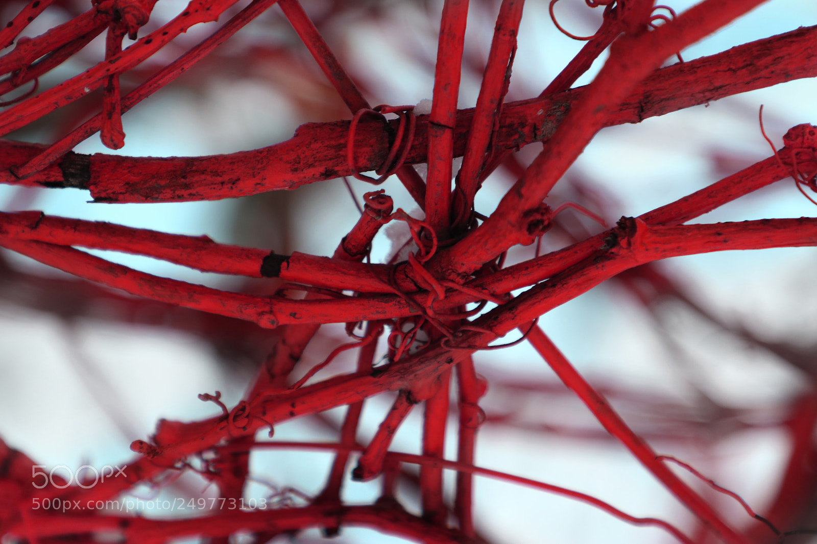 Canon EOS 80D sample photo. Red tree photography