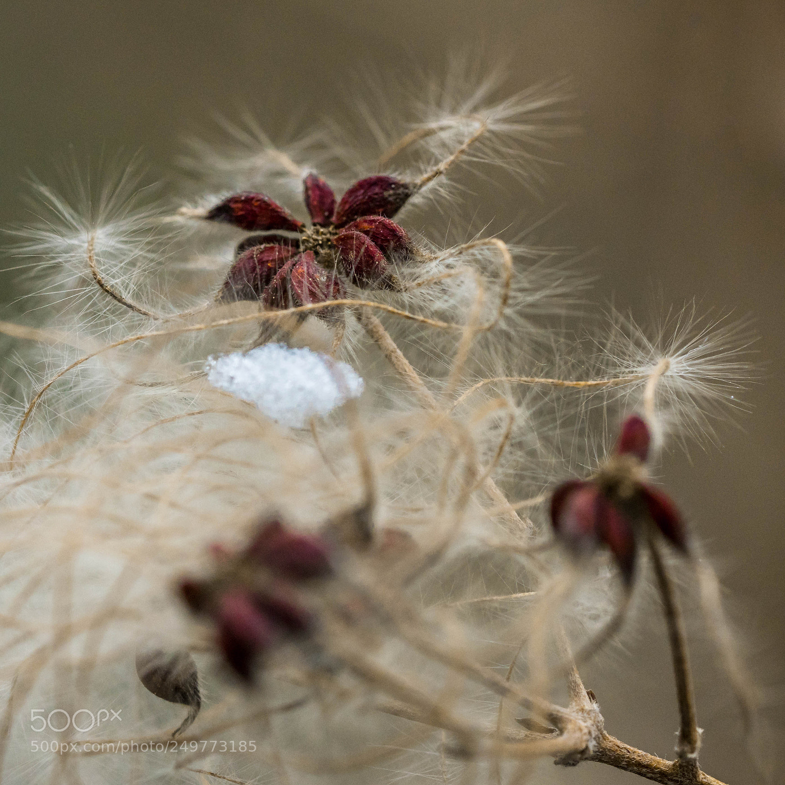 Sony a7R II sample photo. Wie hei t dieser photography