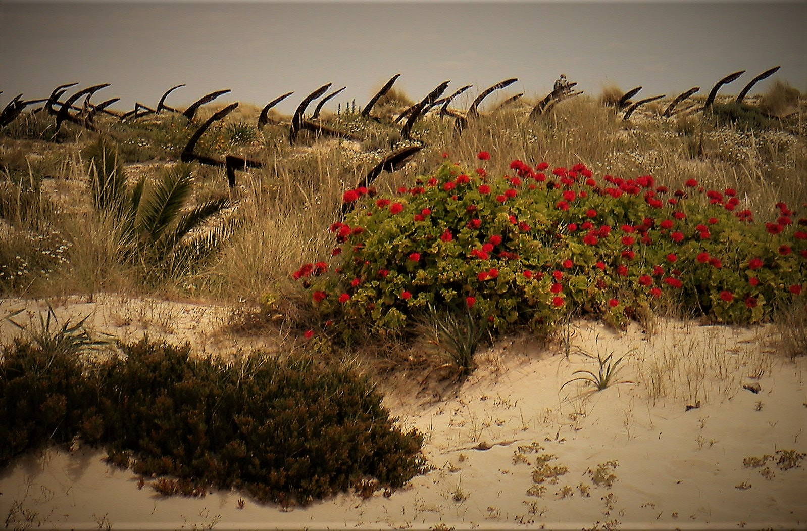 KONICA MINOLTA DiMAGE X sample photo. Flowers and ancors photography
