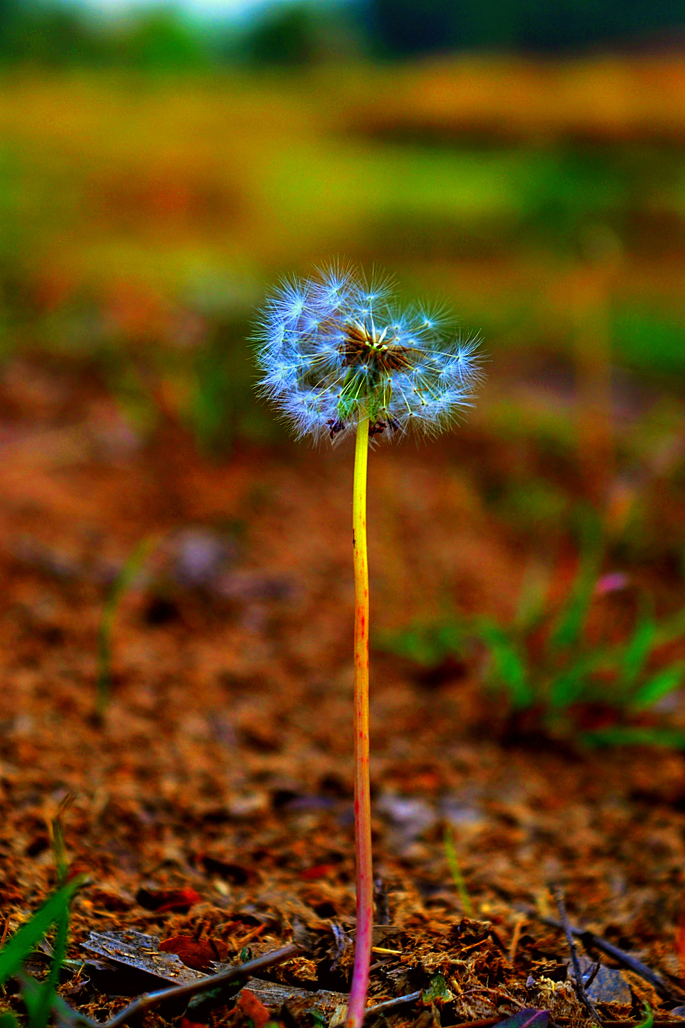 Nikon D3100 sample photo