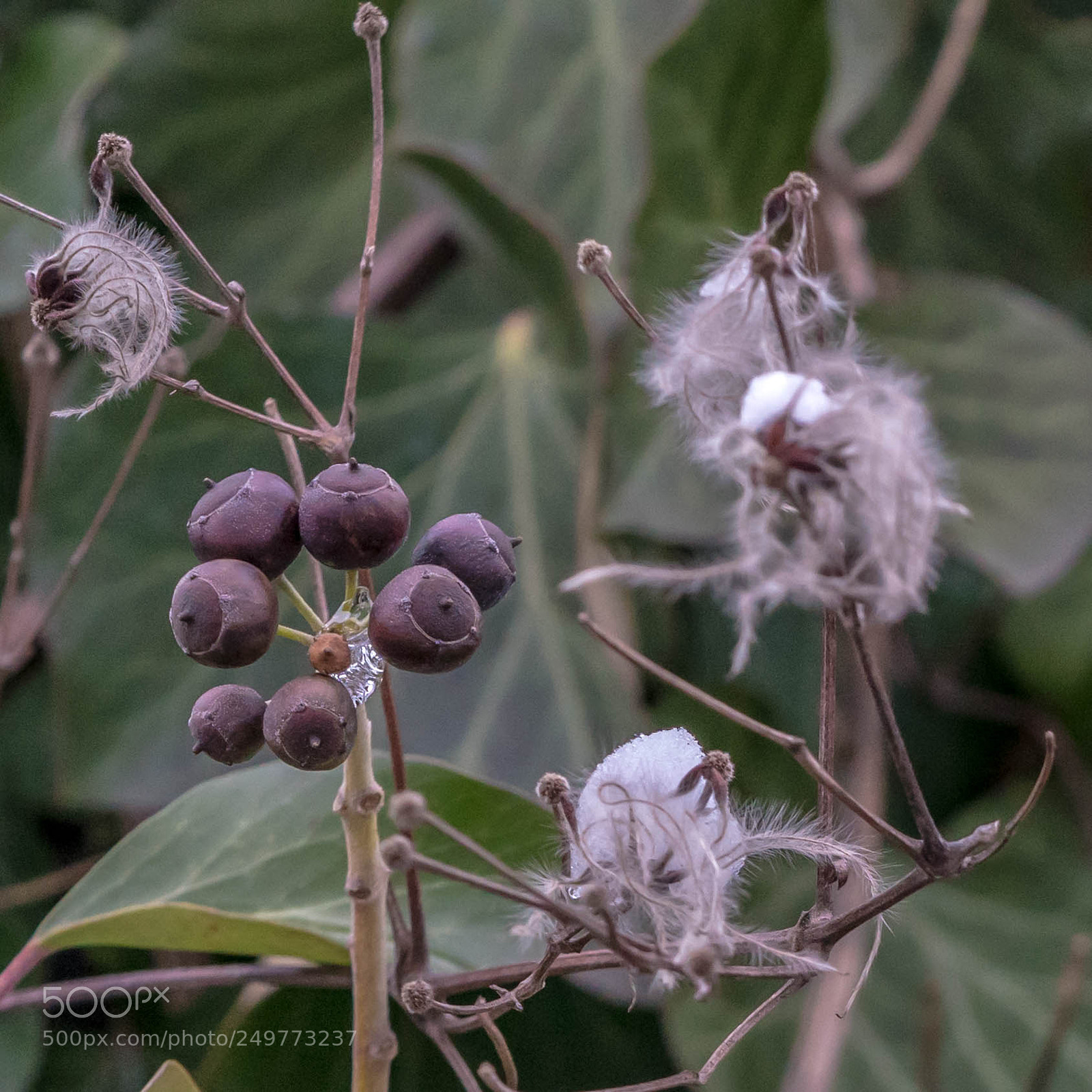 Sony a7R II sample photo. Komische kugeln? photography