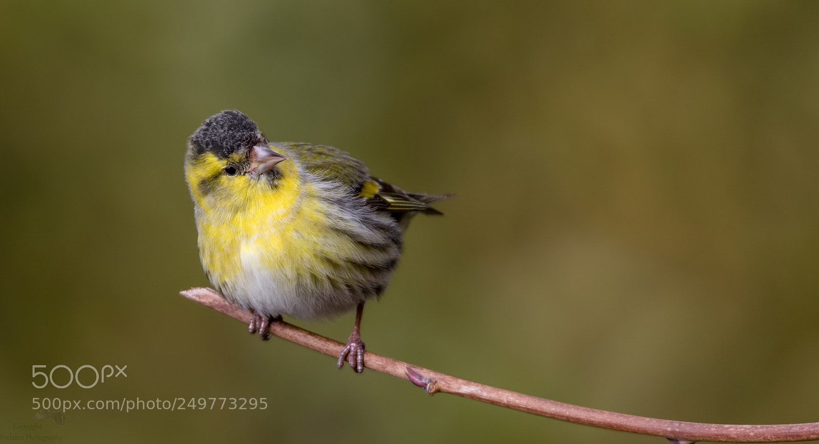 Canon EOS 7D Mark II sample photo. Siskin on the branch photography