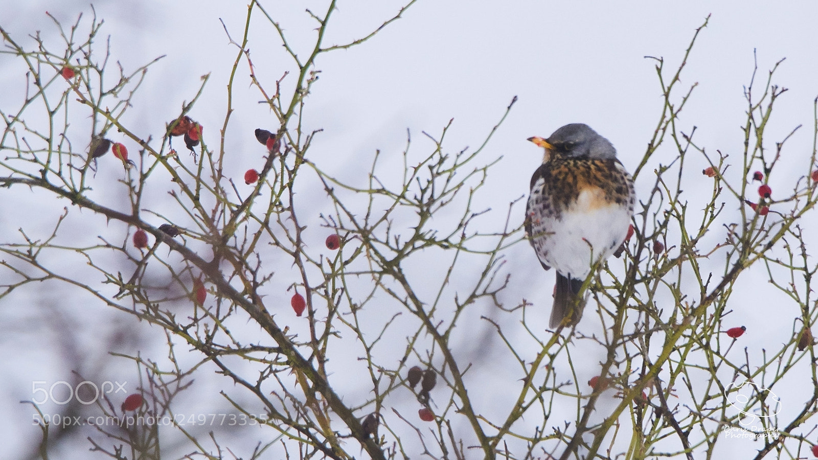 Sony ILCA-77M2 sample photo. Fieldfare photography