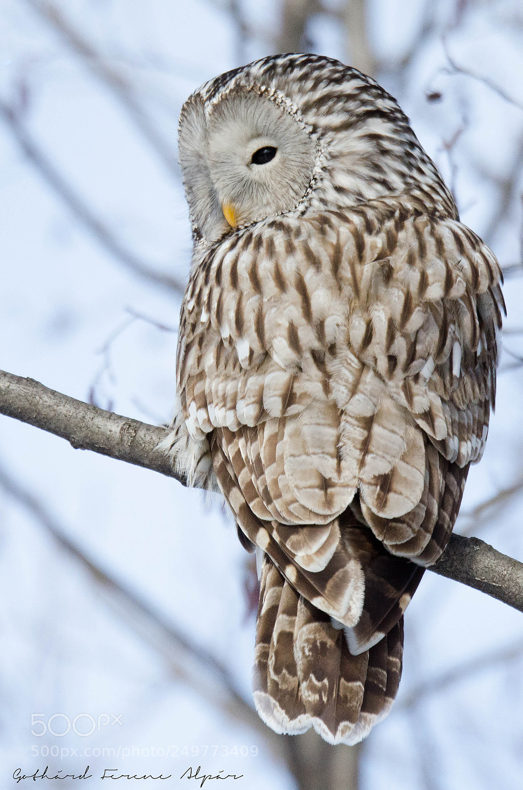 Nikon D7000 sample photo. Ural owl (strix uralensis) photography