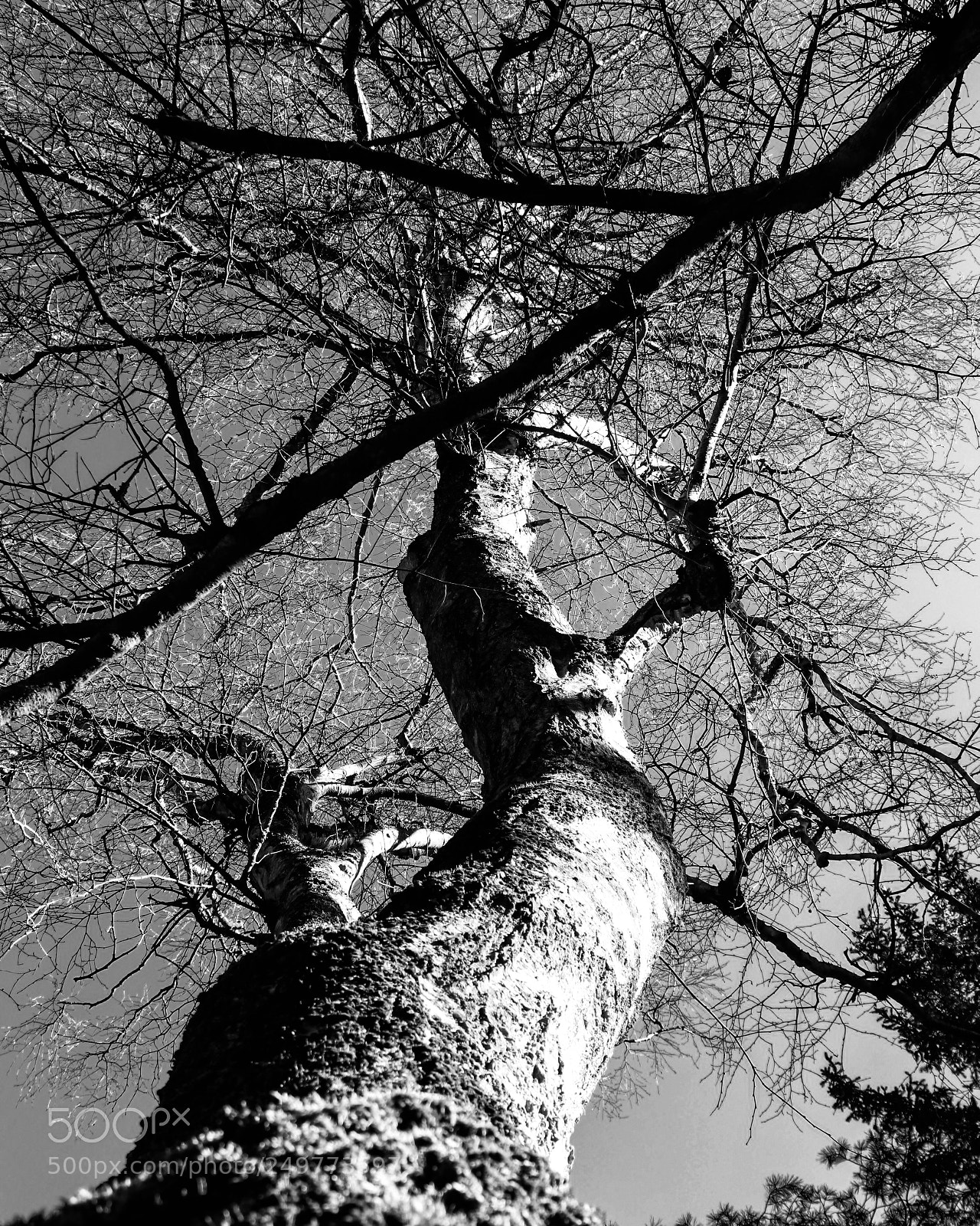 Canon EOS 77D (EOS 9000D / EOS 770D) sample photo. Tree b&w photography