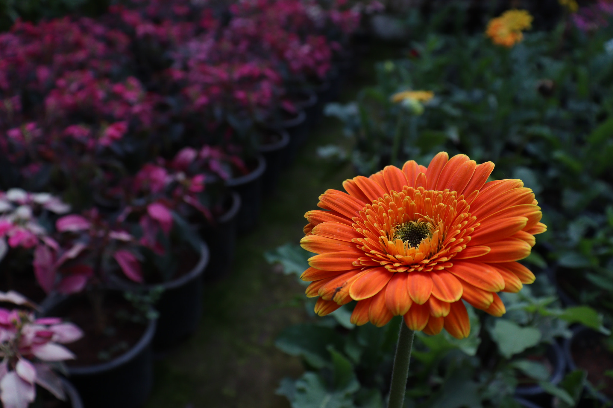 Canon EOS 77D (EOS 9000D / EOS 770D) sample photo