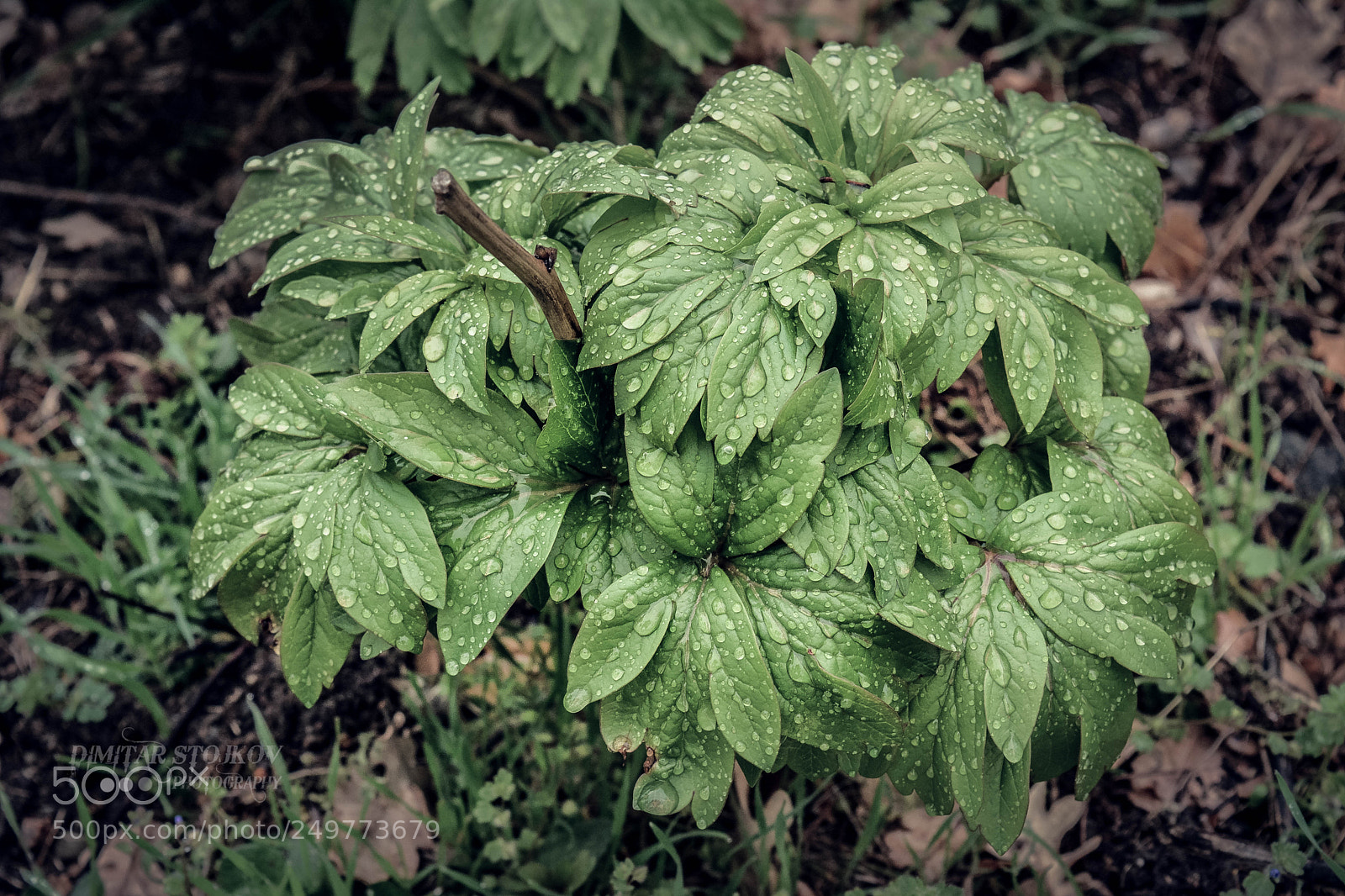 Nikon D5200 sample photo. Drops photography