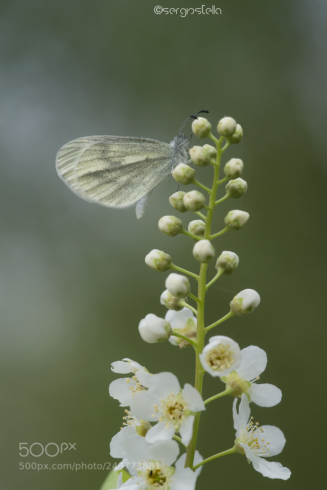 Nikon D610 sample photo. The wood white_______ photography