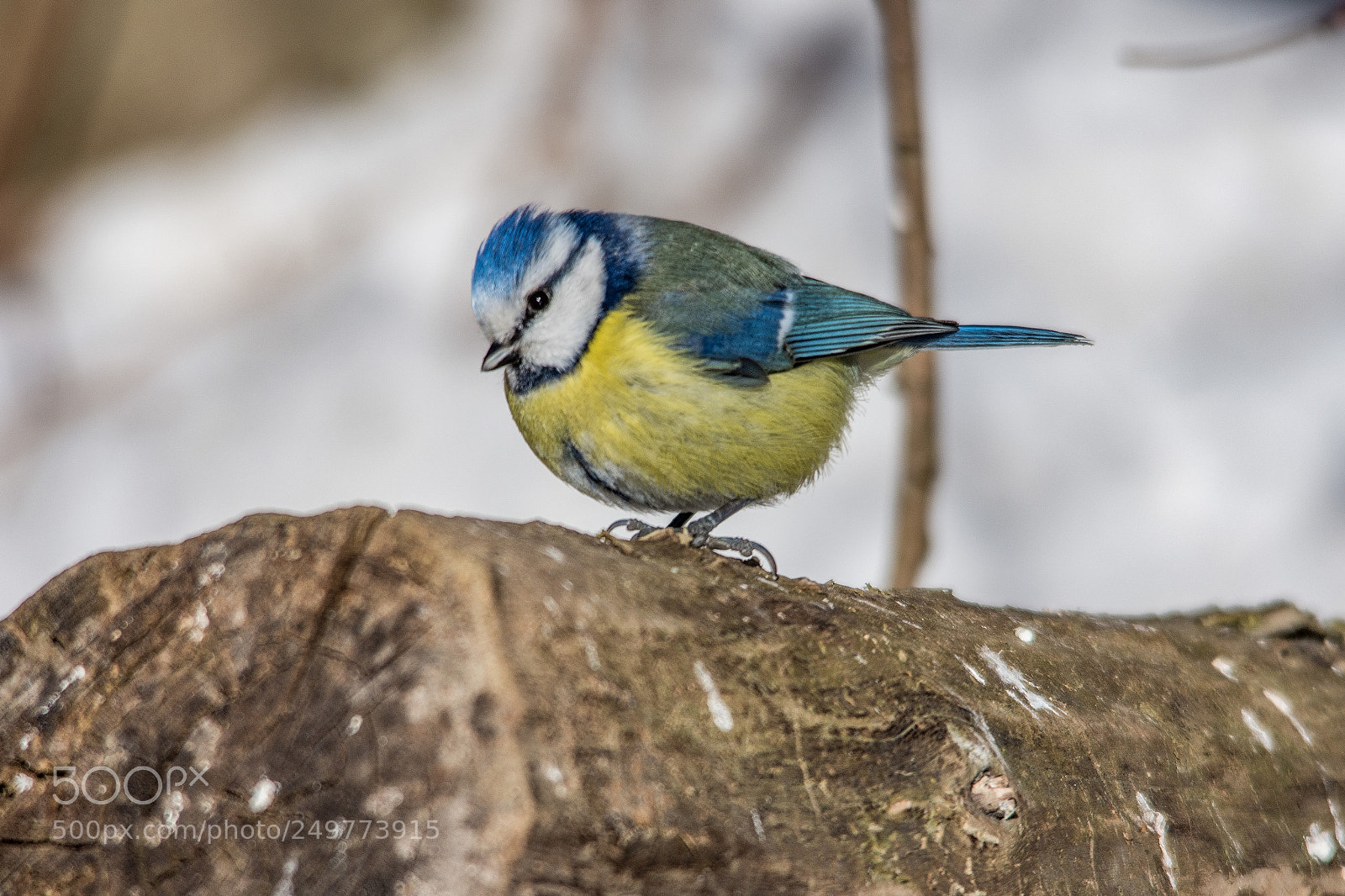Nikon D7200 sample photo. Blue tit photography