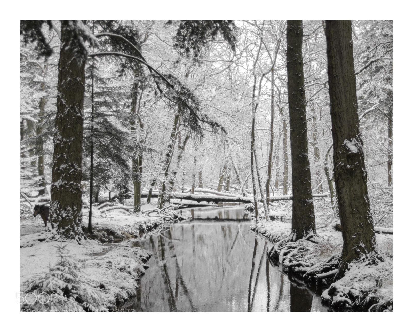 Canon EOS 750D (EOS Rebel T6i / EOS Kiss X8i) sample photo. Snowy forest photography