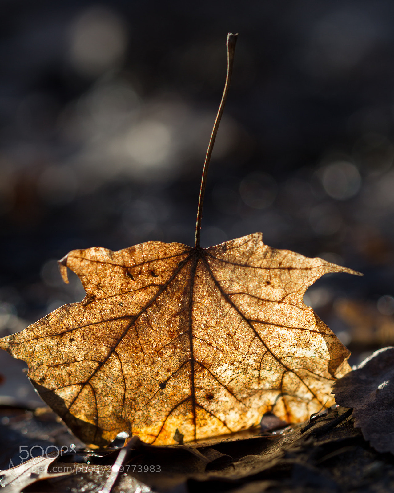 Canon EOS 60D sample photo. Backlit leaf photography