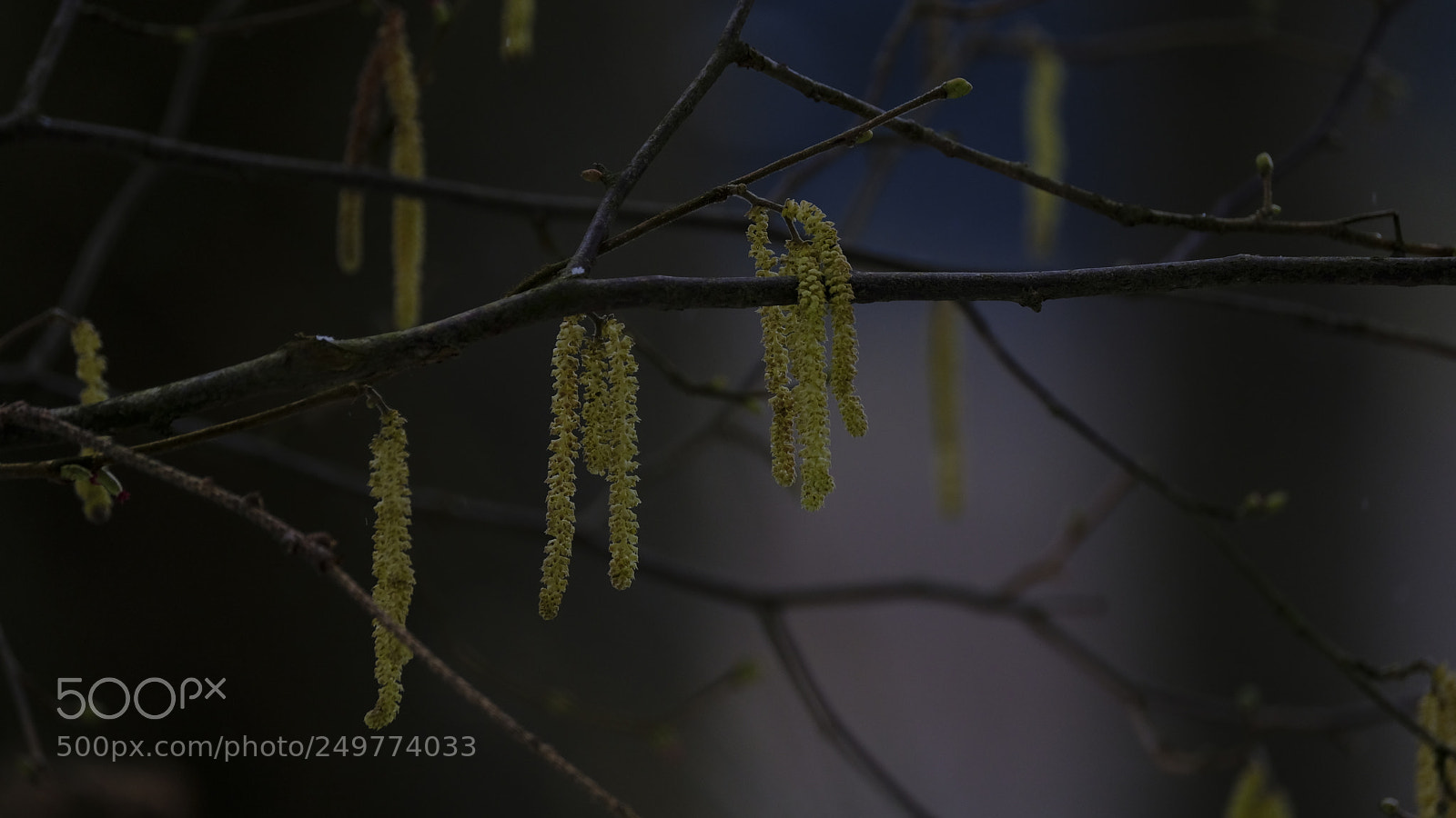 Fujifilm X-T2 sample photo. Waiting on spring photography