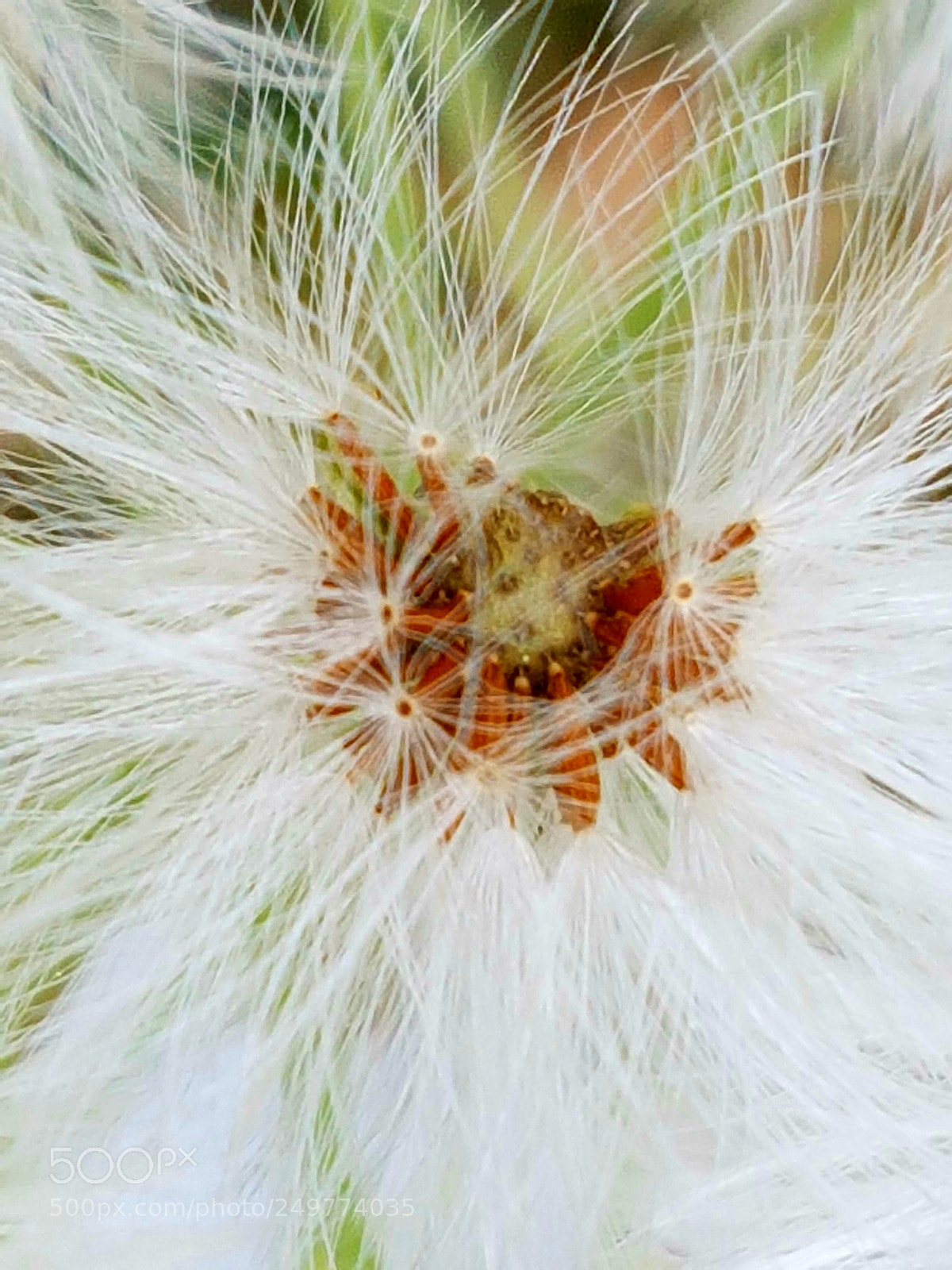 Samsung Galaxy S7 Edge sample photo. Bloom photography