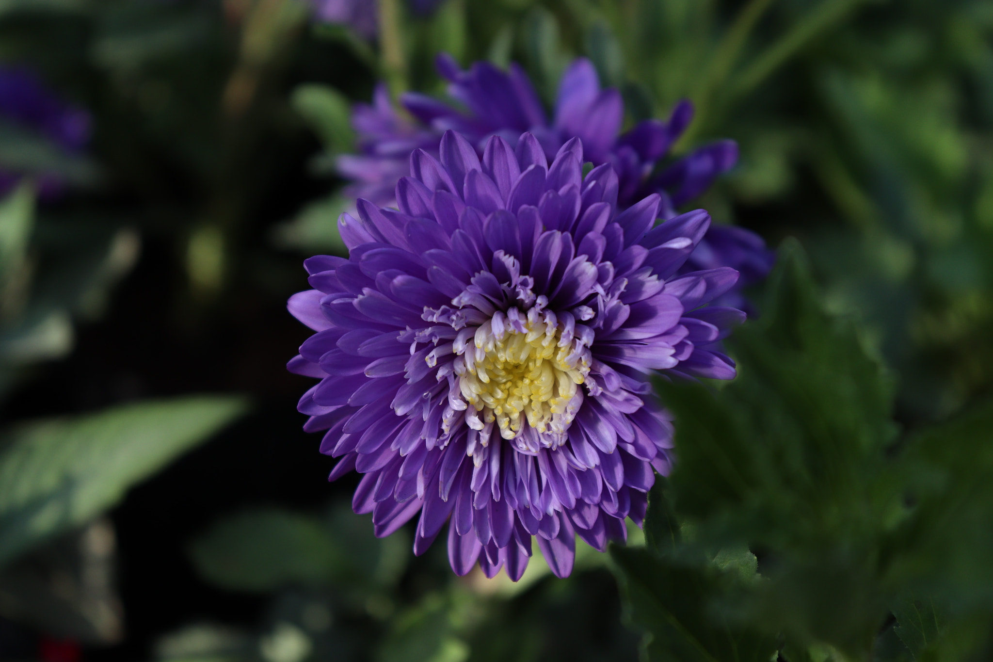 Canon EOS 77D (EOS 9000D / EOS 770D) sample photo