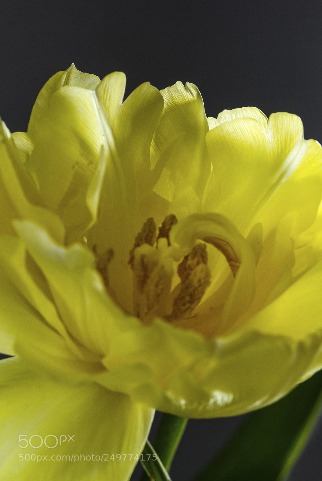 Canon EOS 700D (EOS Rebel T5i / EOS Kiss X7i) sample photo. Yellow tulip photography