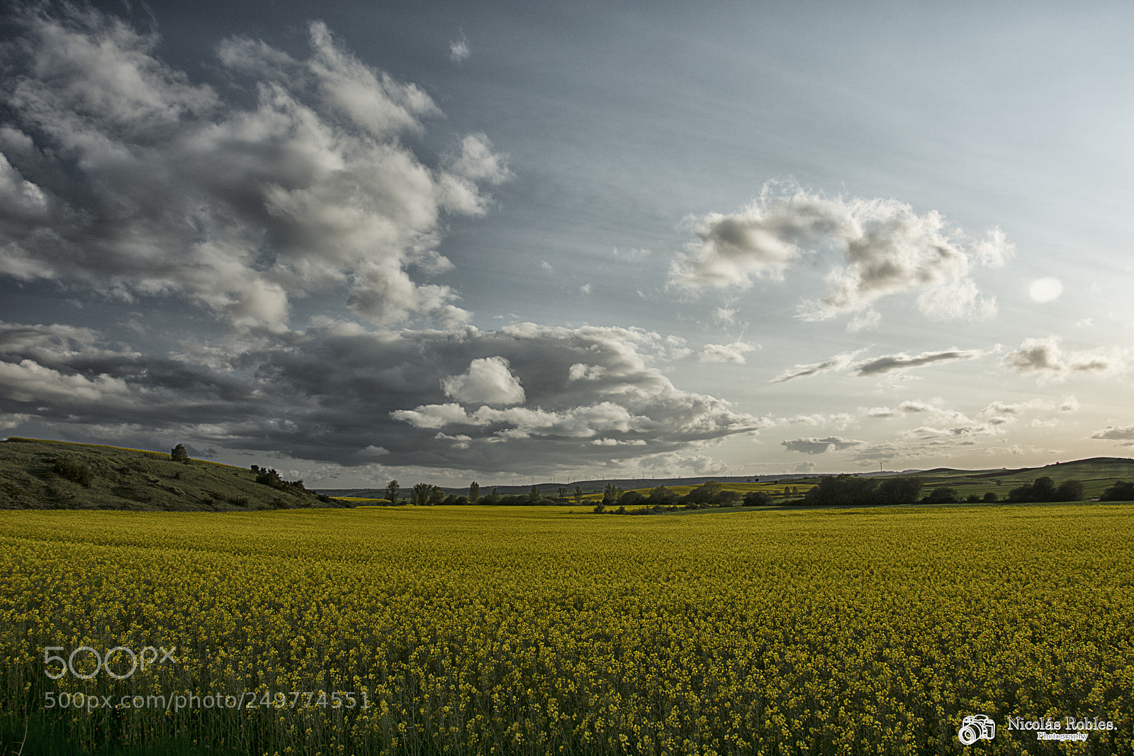 Nikon D7100 sample photo. Yellow fields photography