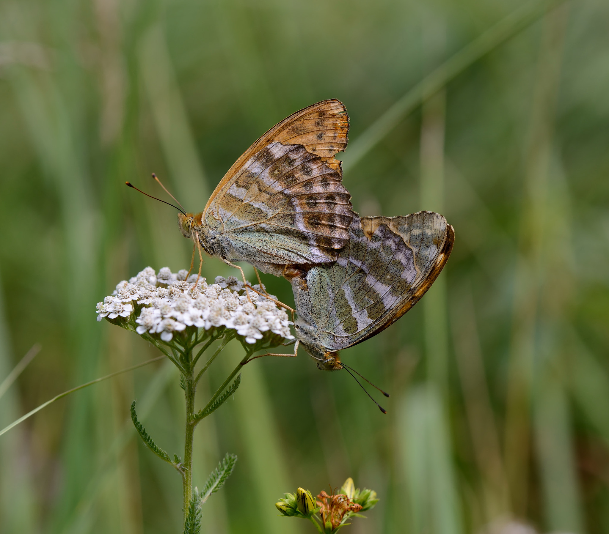 Nikon AF-S Micro-Nikkor 105mm F2.8G IF-ED VR sample photo. Argynnis paphia photography