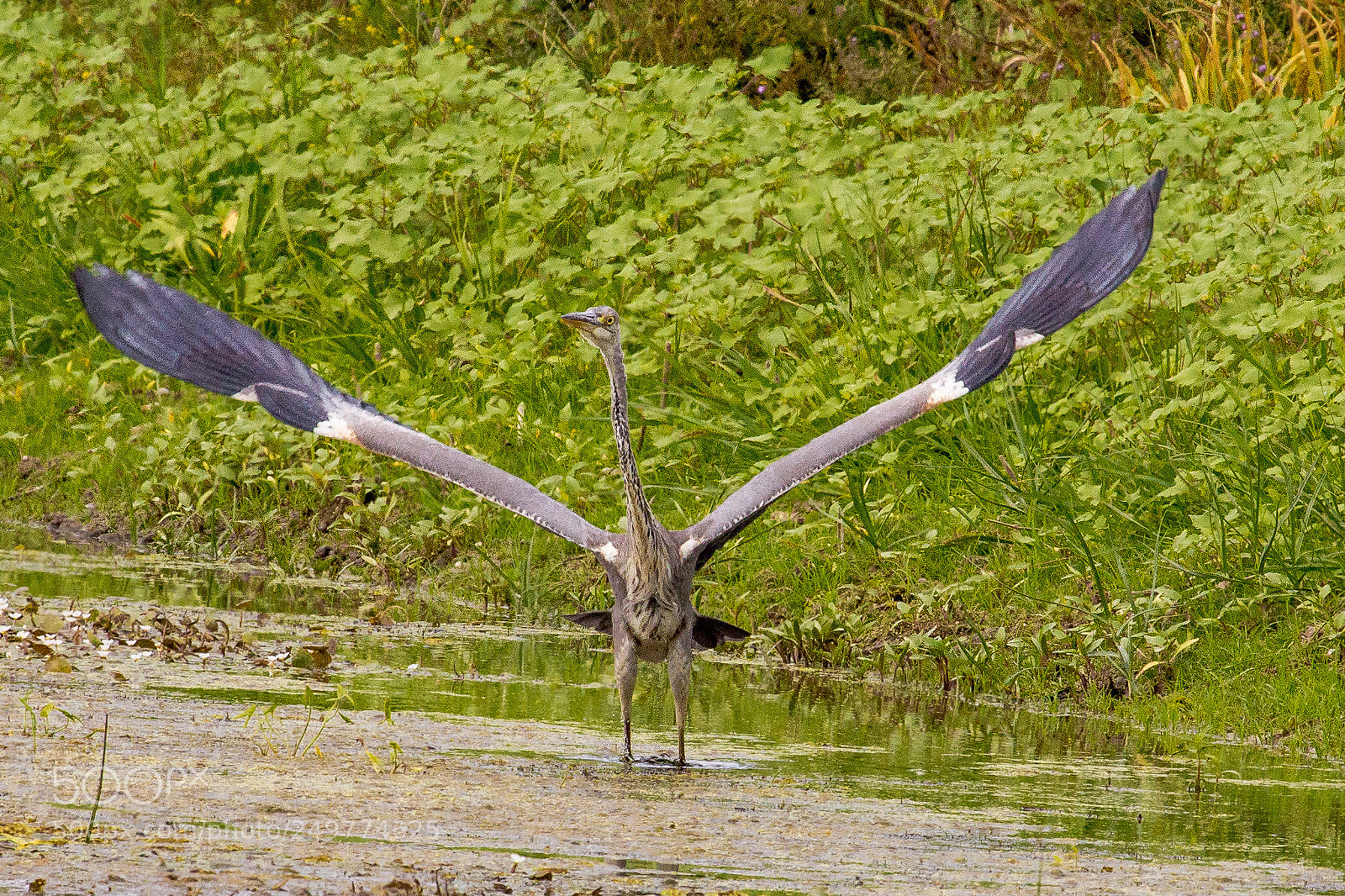 Canon EOS 60D sample photo. Grey heron photography
