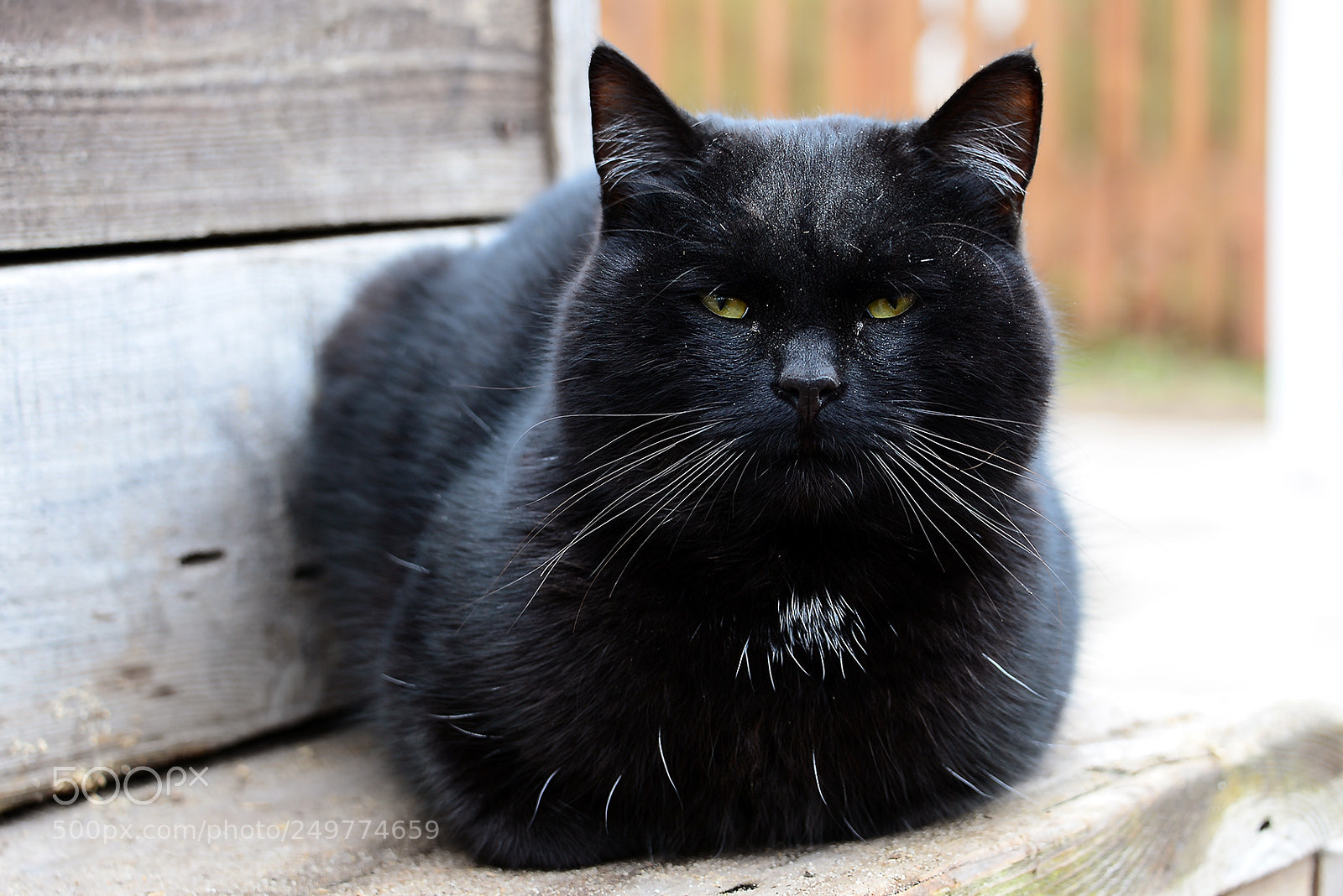 Nikon D600 sample photo. Black cat photography