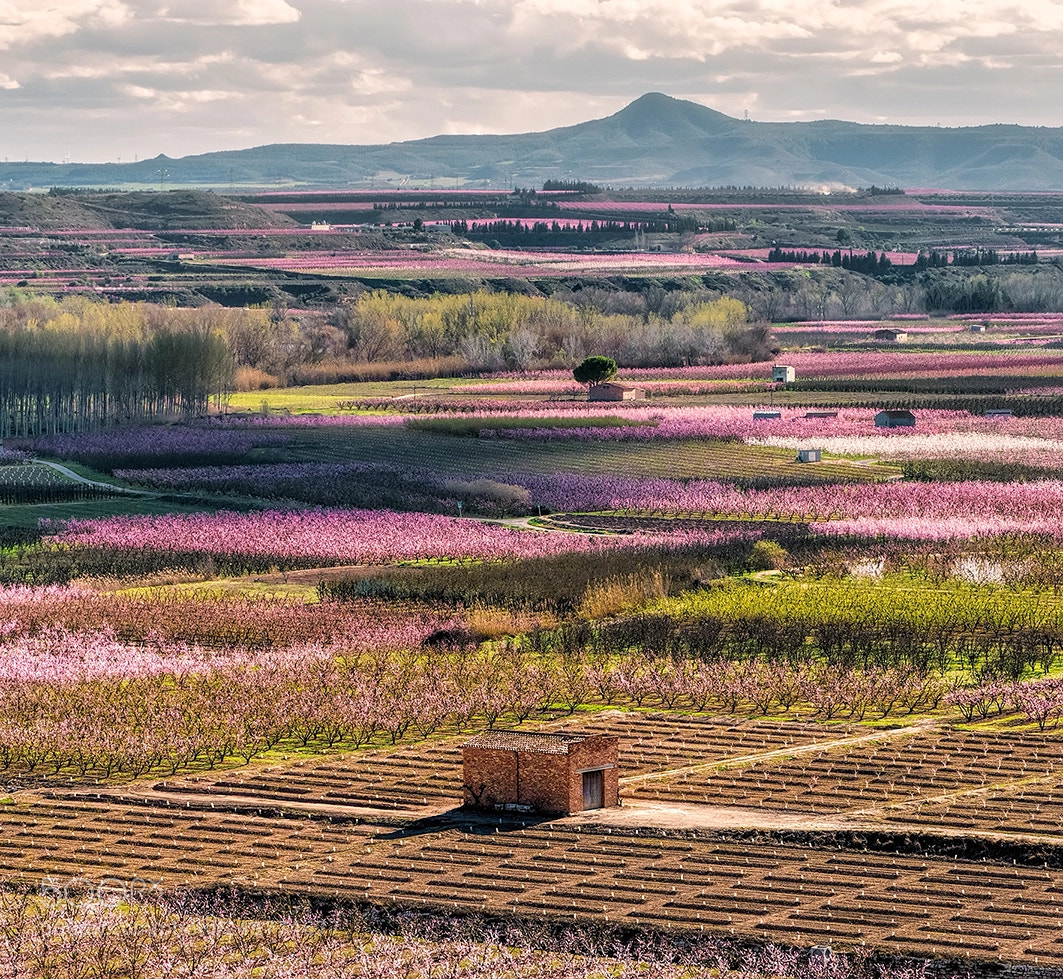 Olympus OM-D E-M1 Mark II sample photo. Floracion del melocotón... photography