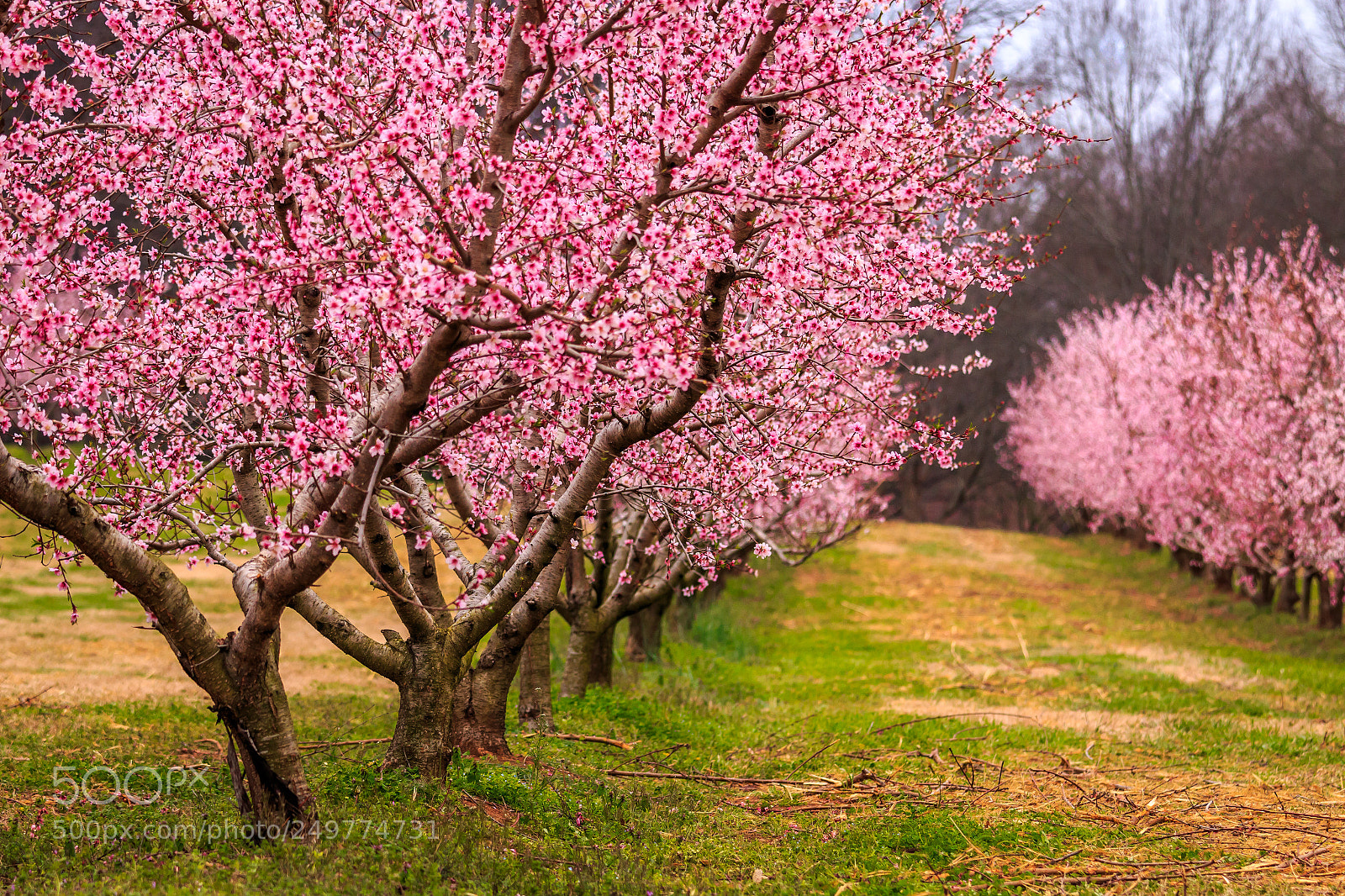 Canon EOS 70D sample photo. Bloom photography