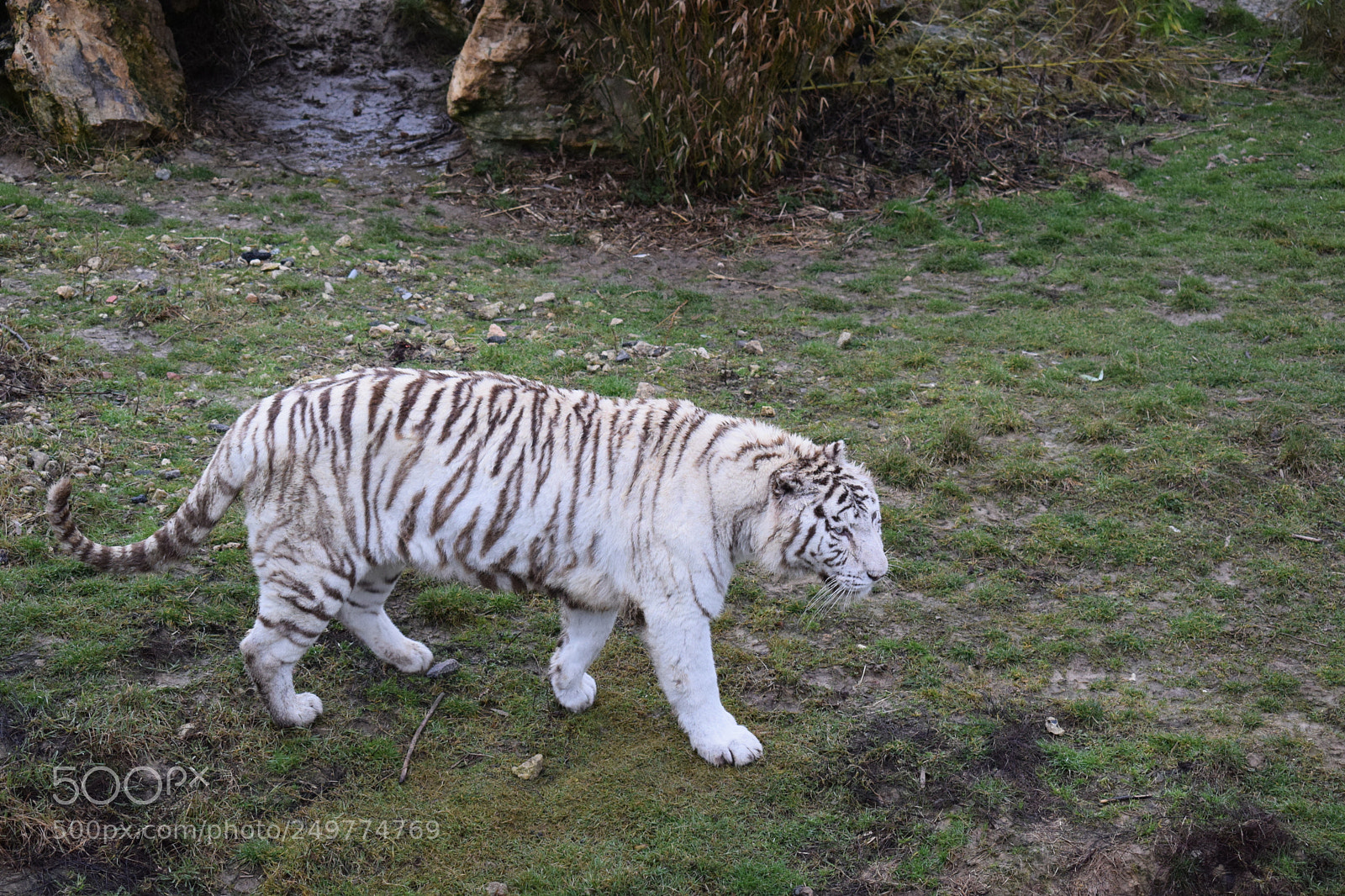 Nikon D3300 sample photo. Tigre blanc photography