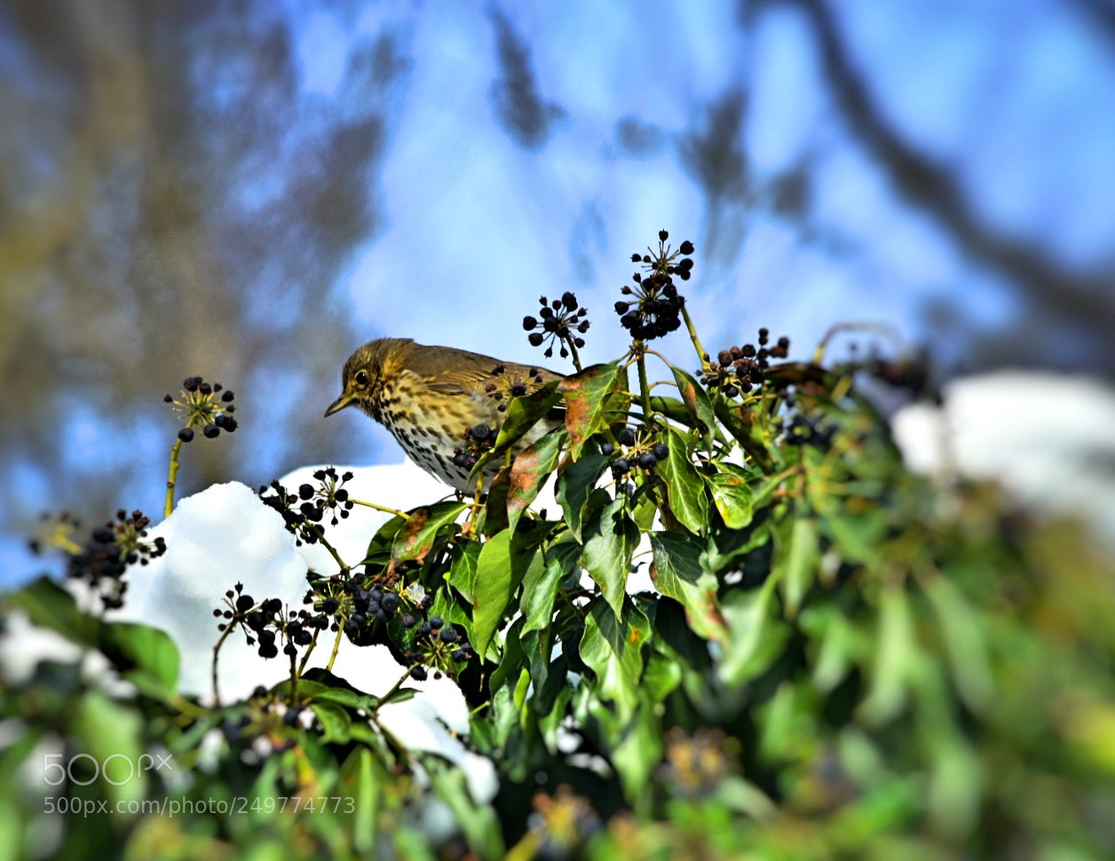 Nikon D5300 sample photo. Wo h ngt die photography