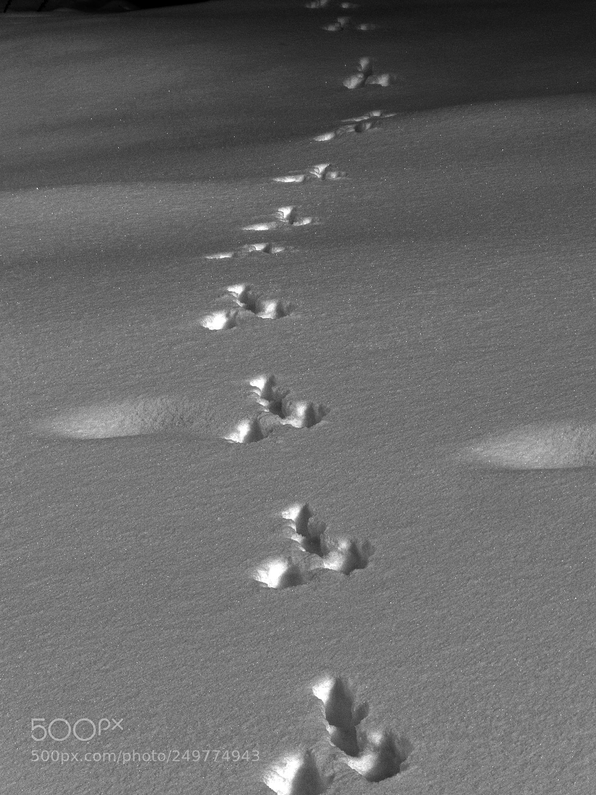 Nikon Coolpix P500 sample photo. Snow trace photography