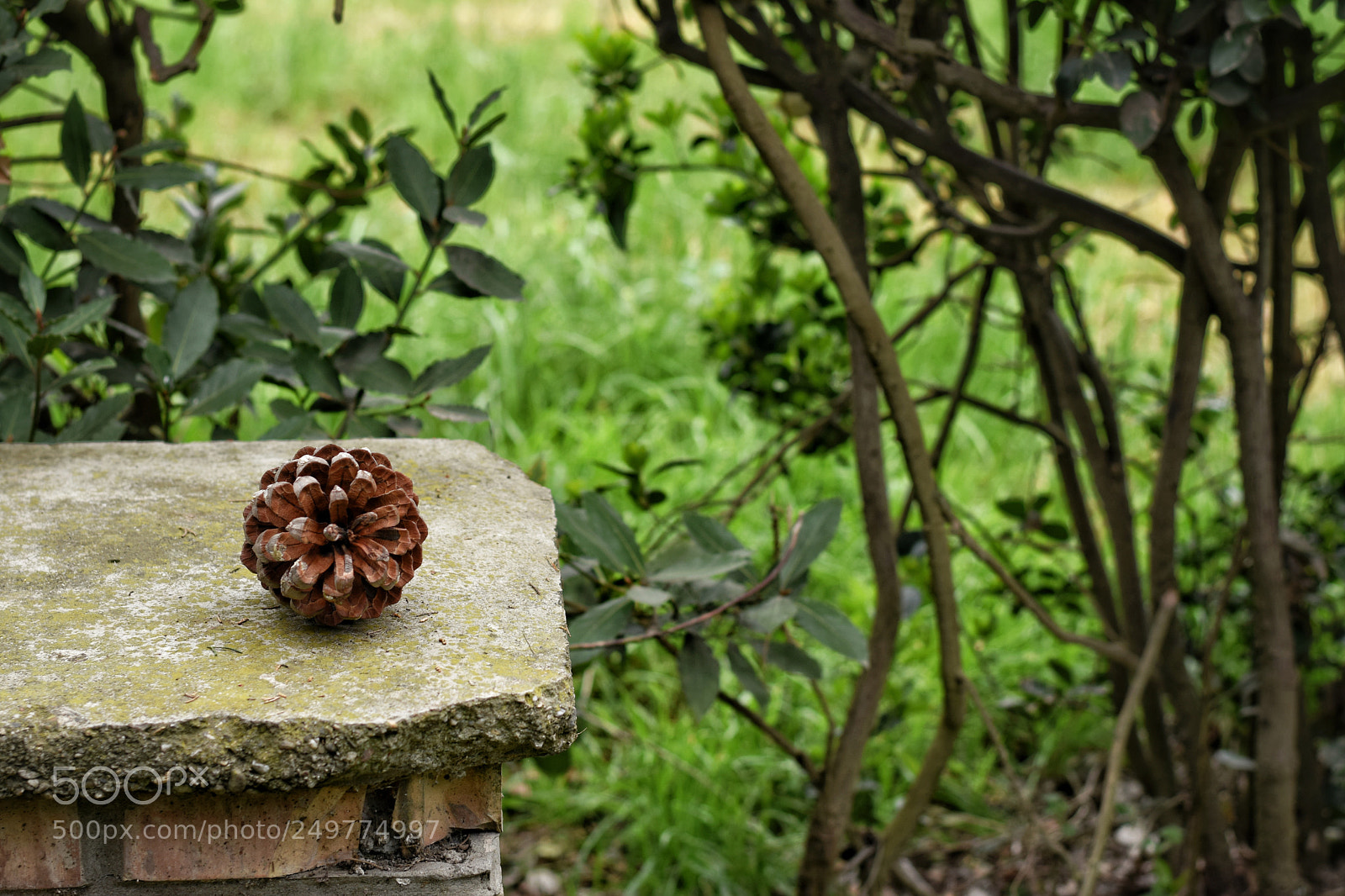 Nikon D5300 sample photo. Green photography
