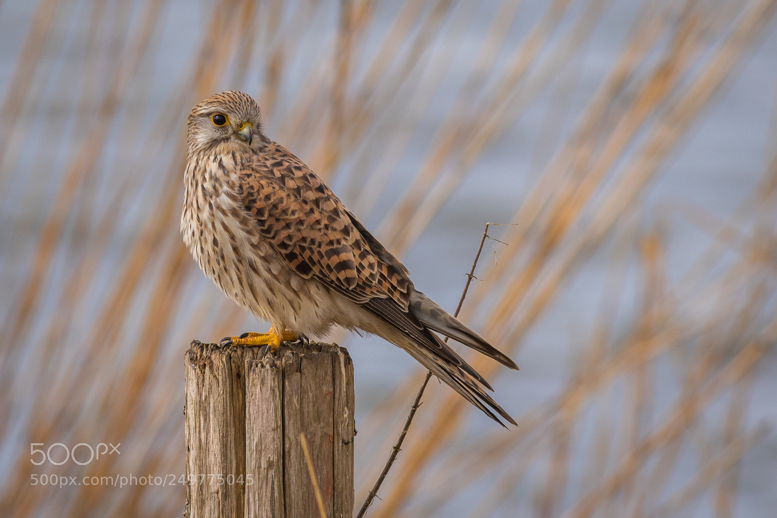 Canon EOS 7D Mark II sample photo. Common kestrel photography
