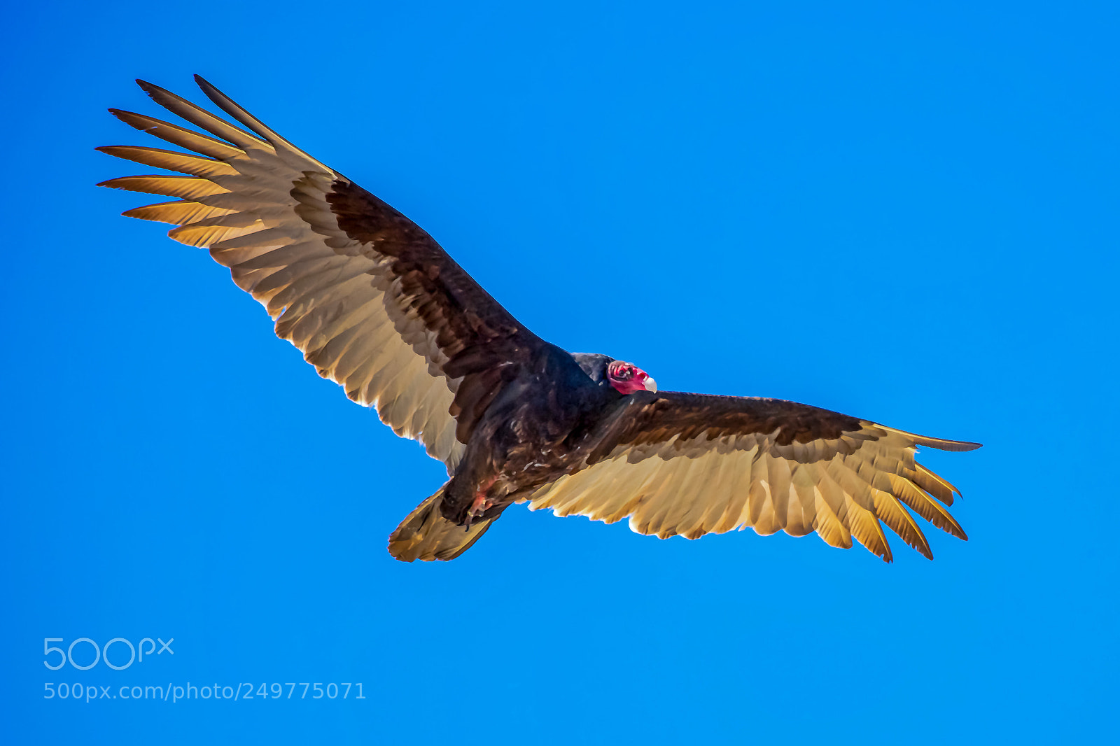 Canon EOS 5DS R sample photo. Turkey vulture photography