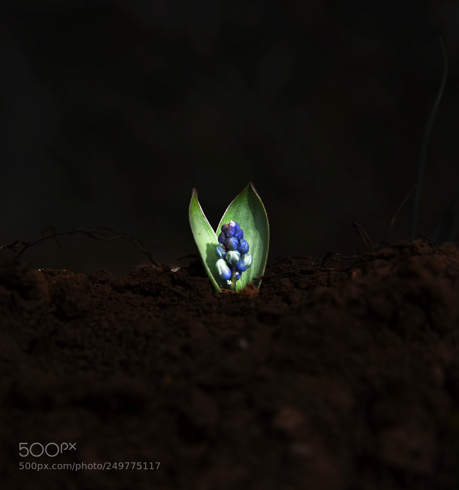 Nikon D7000 sample photo. Hyacinth bud photography