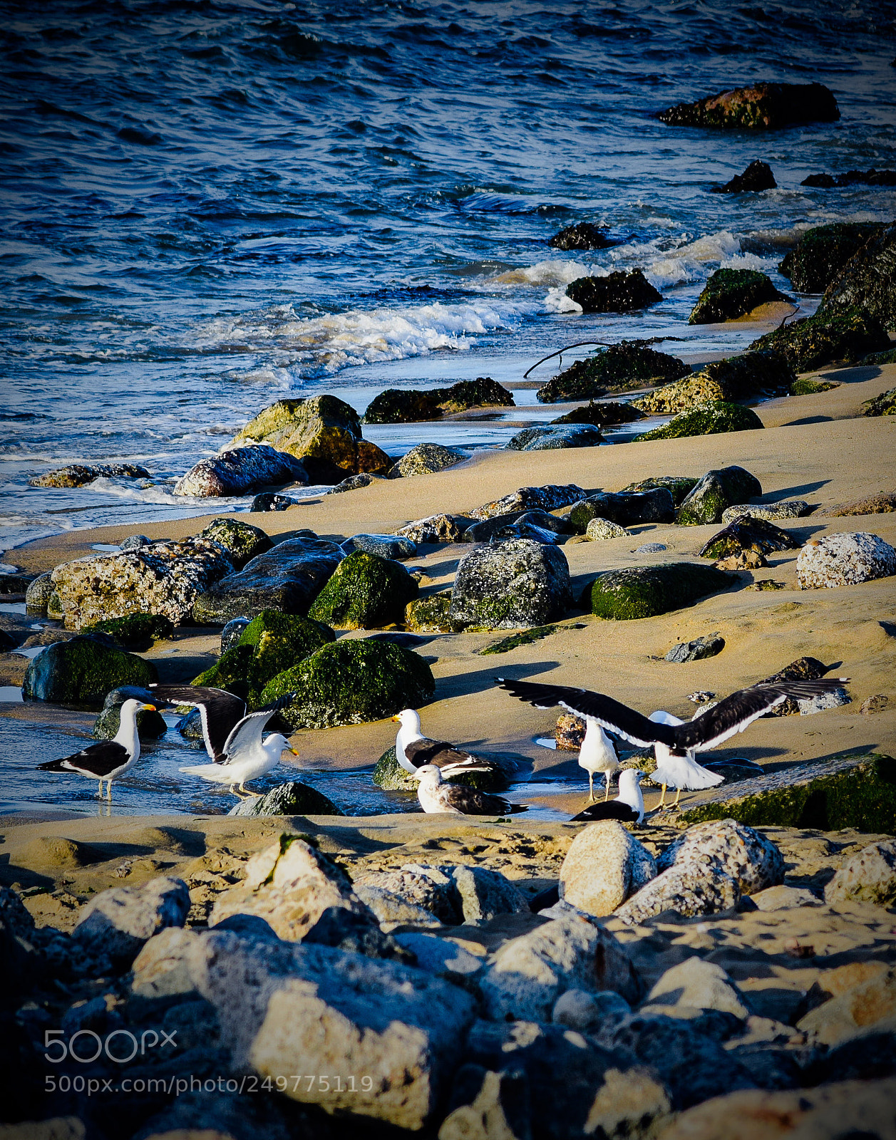 Nikon D5300 sample photo. Gaviotas photography