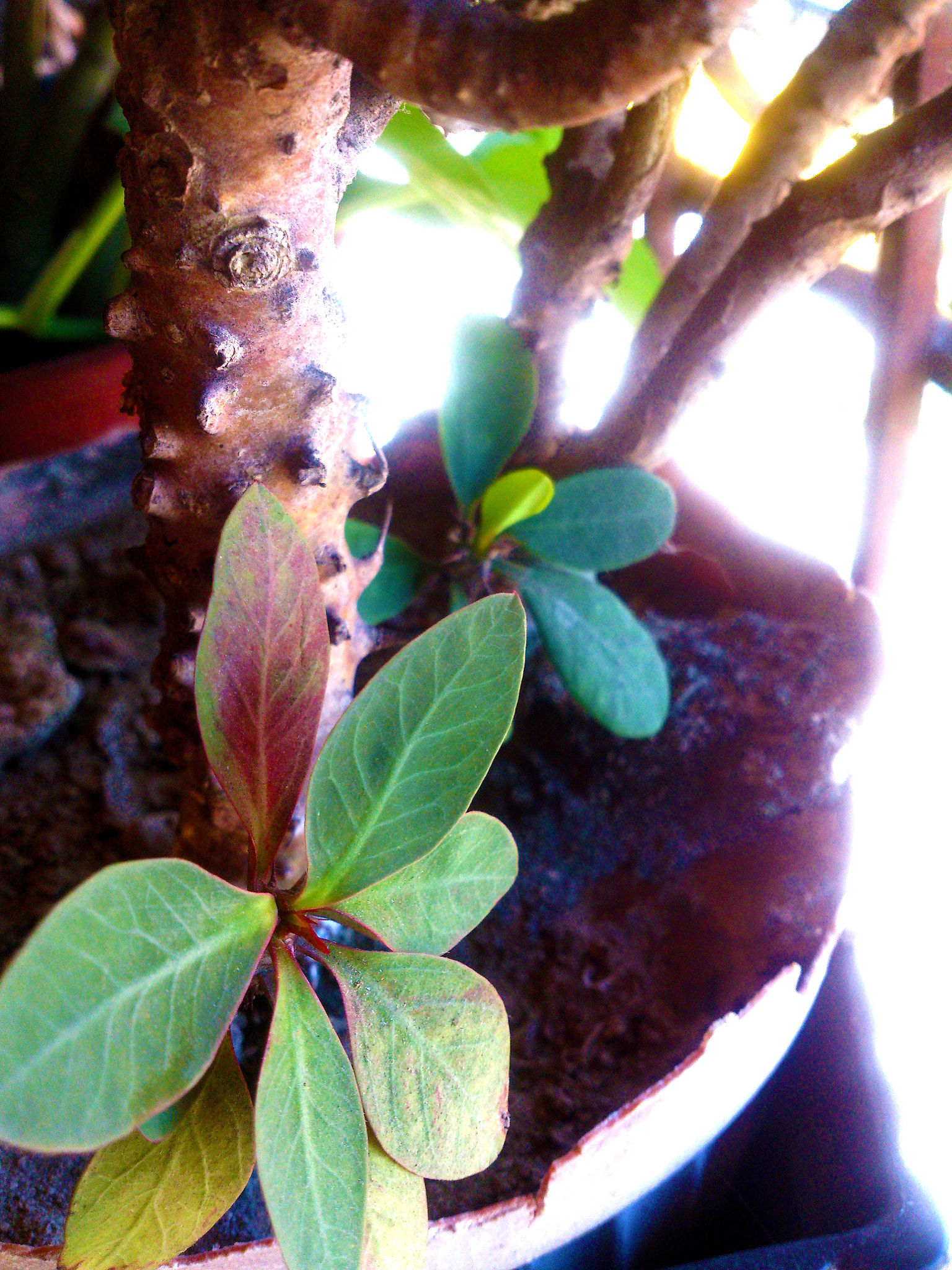 Sony Xperia V sample photo. <3 photography