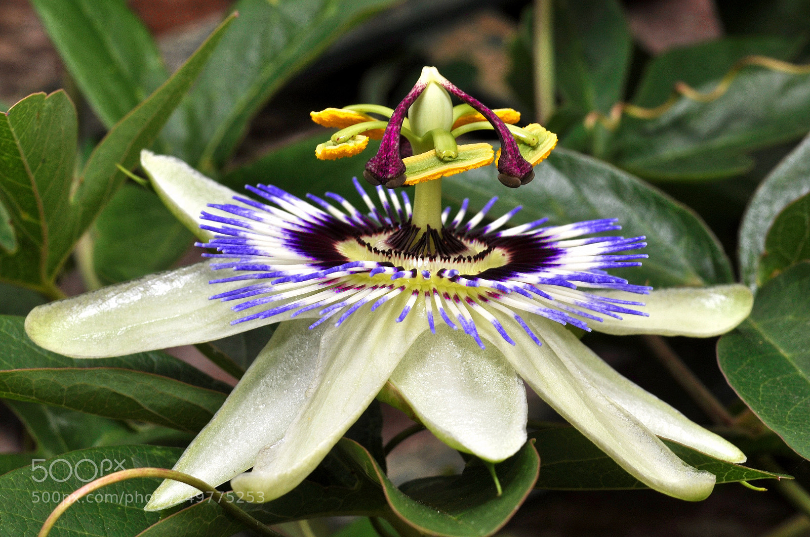 Nikon D90 sample photo. Passiflora photography