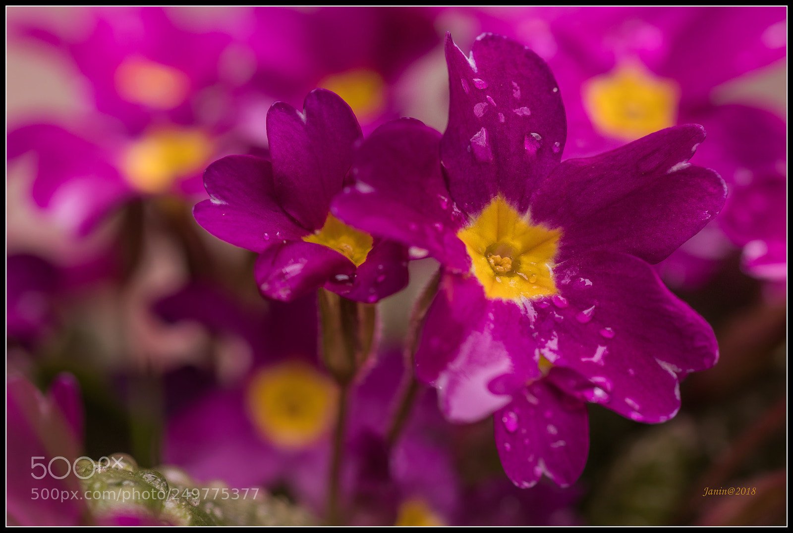 Canon EOS 77D (EOS 9000D / EOS 770D) sample photo. Little spring flower after photography