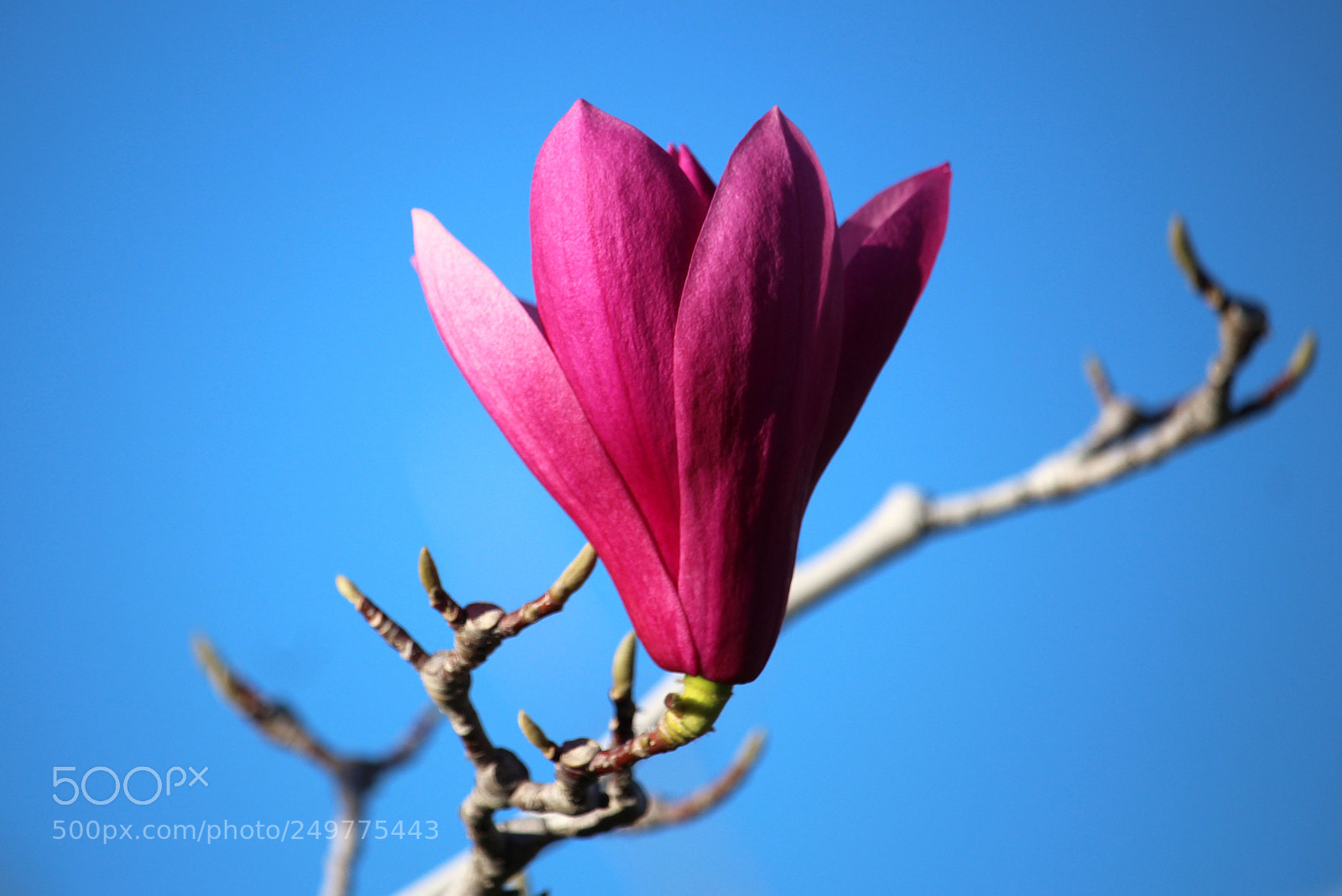Canon EOS 700D (EOS Rebel T5i / EOS Kiss X7i) sample photo. Magnolia photography
