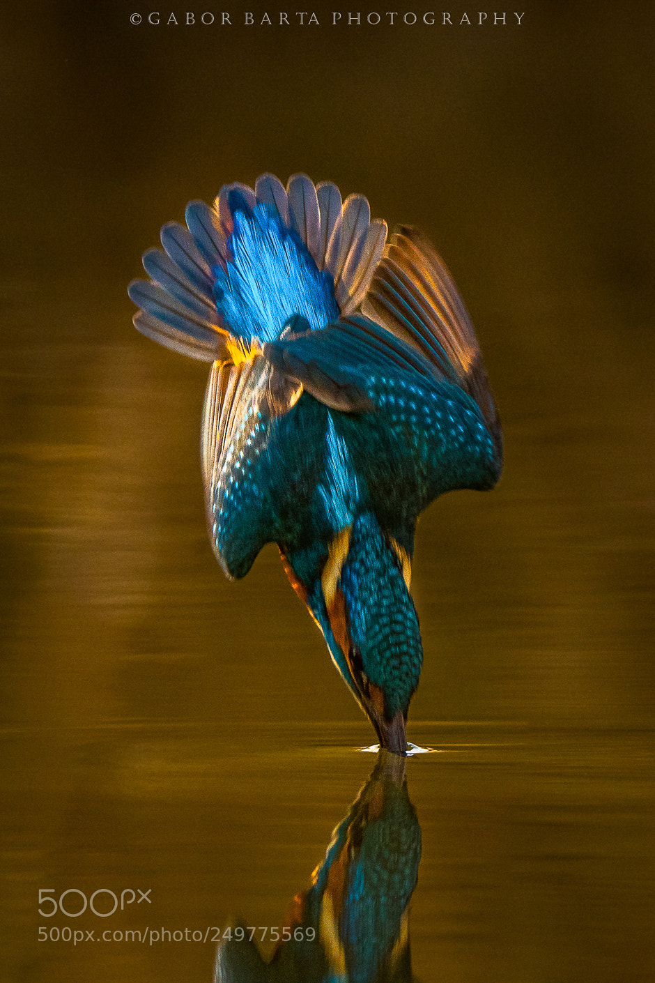 Nikon D500 sample photo. Torpedo photography