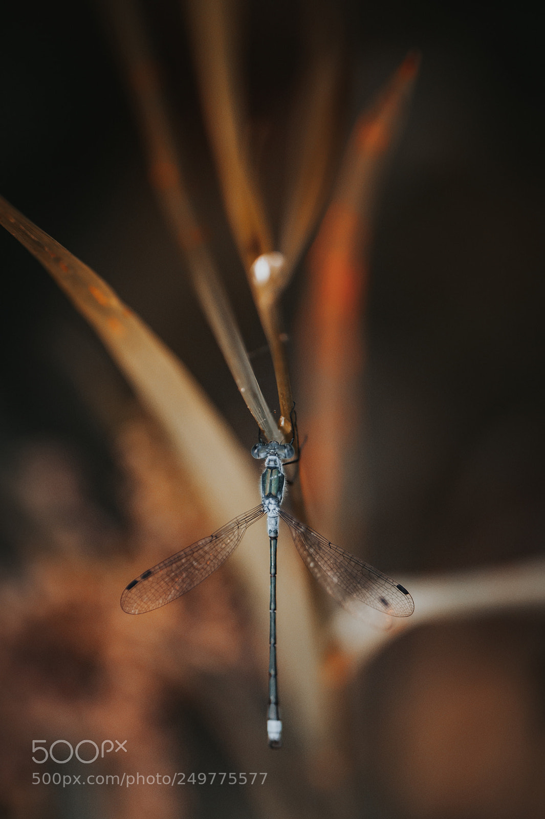 Nikon D700 sample photo. Little world #38 photography