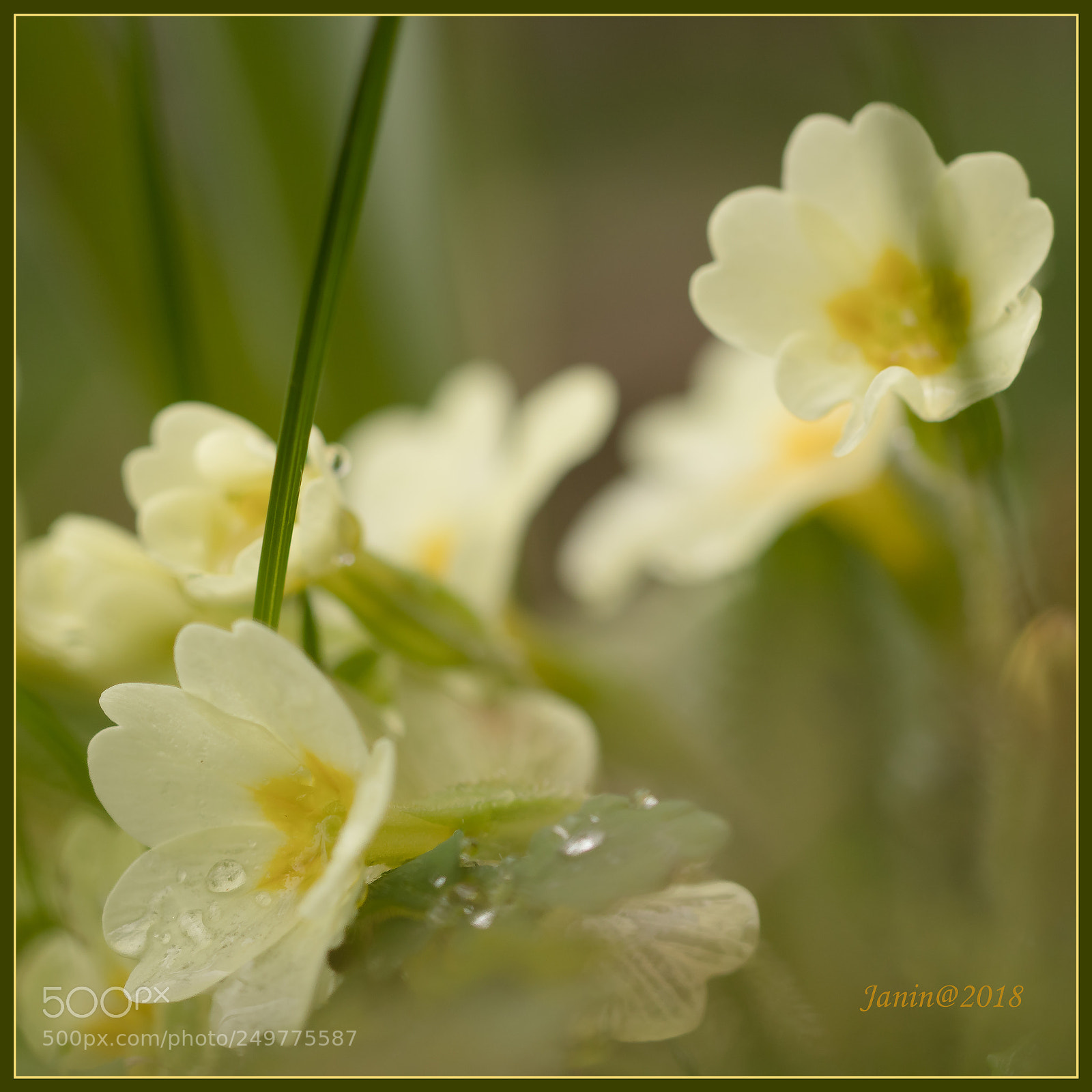 Canon EOS 77D (EOS 9000D / EOS 770D) sample photo. Yellow flower after rain photography