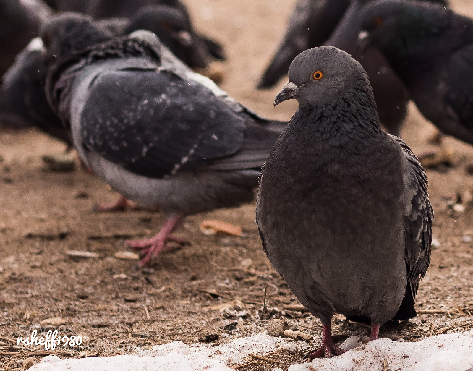 Canon EOS M6 sample photo. Pigeon. interested. photography