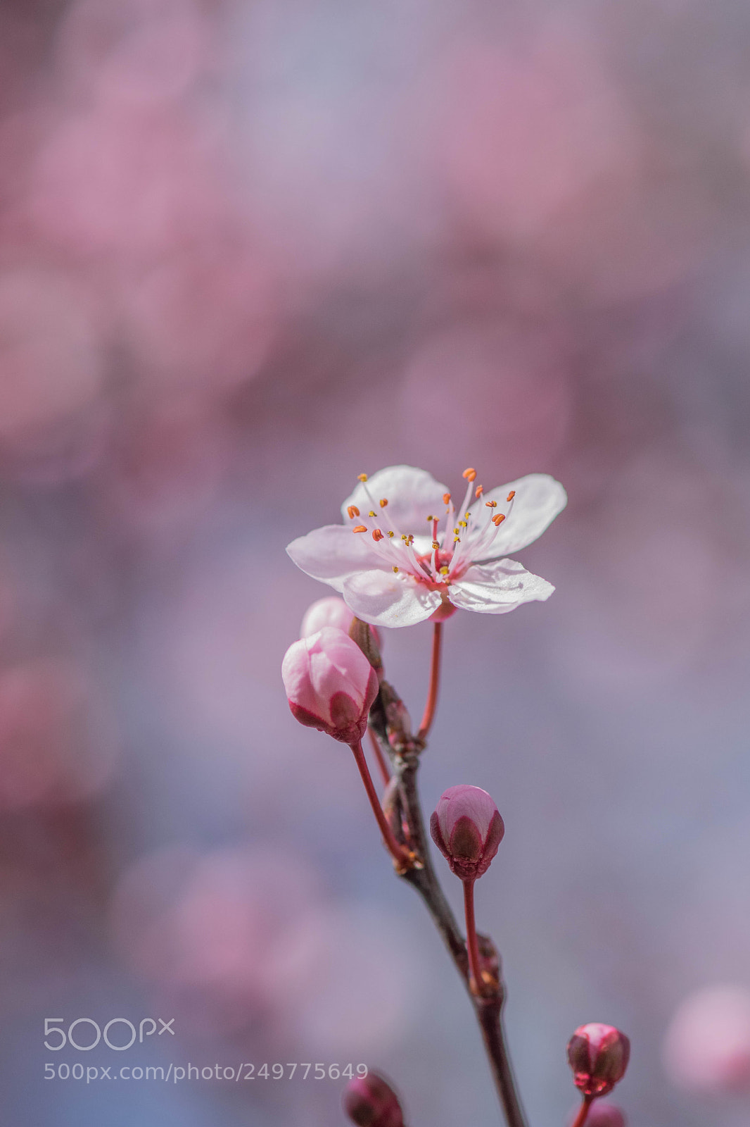 Nikon D5300 sample photo. Pink photography