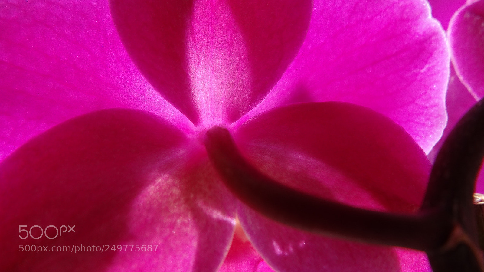 Sony Cyber-shot DSC-HX20V sample photo. Transparence photography