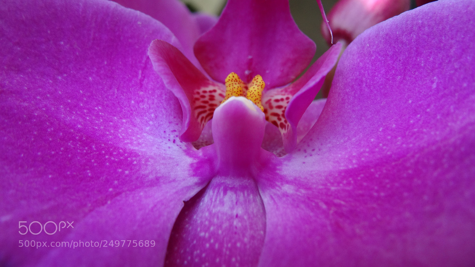 Sony Cyber-shot DSC-HX20V sample photo. Violet photography