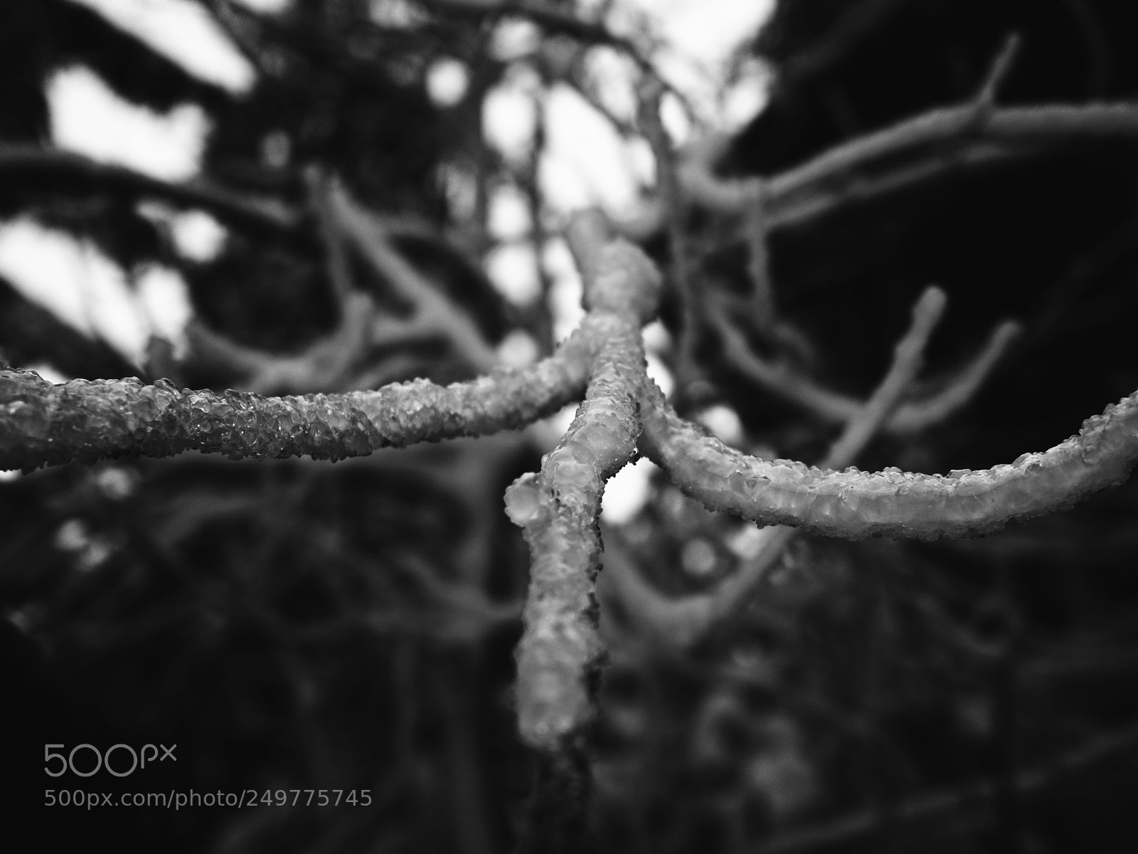 Olympus OM-D E-M10 II sample photo. Icy branch photography